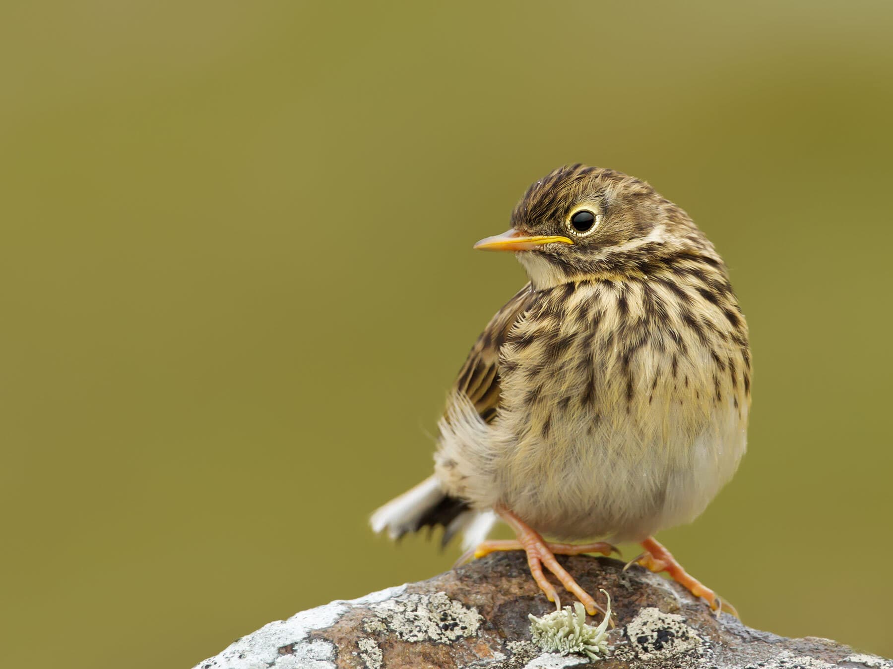 Juvenile Meadow Pipit