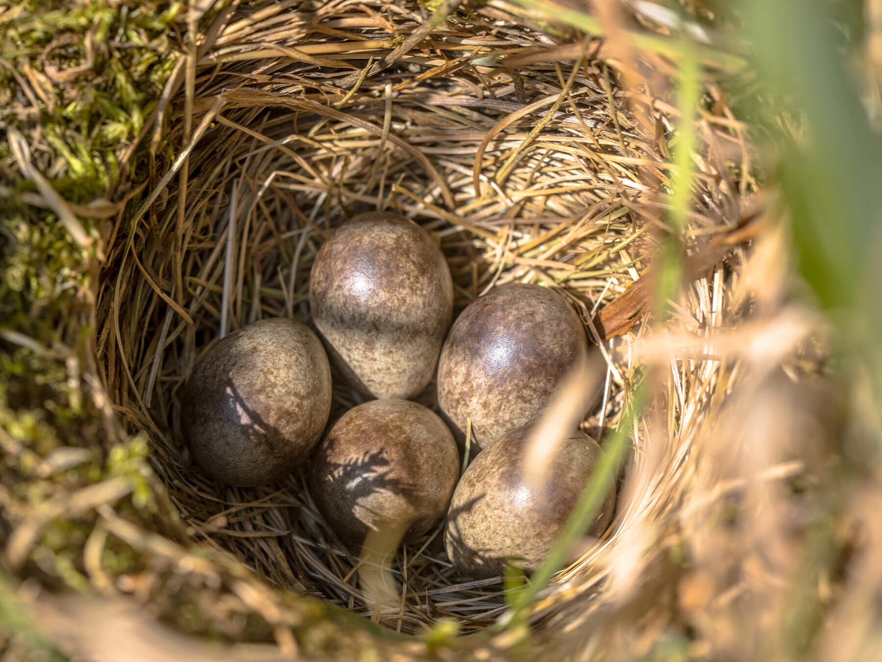 Meadow Pipit nest with five eggs inside