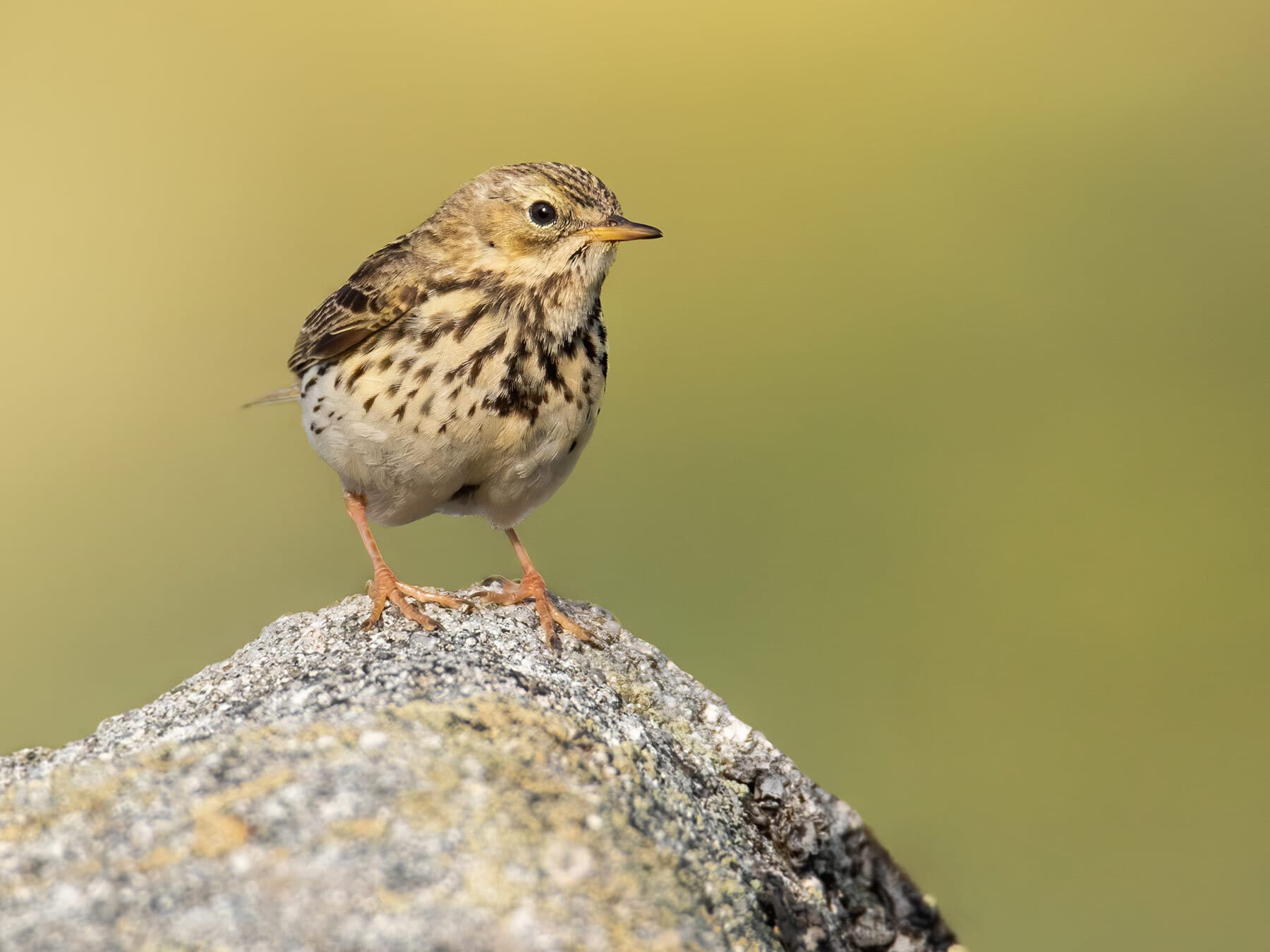 Meadow Pipit