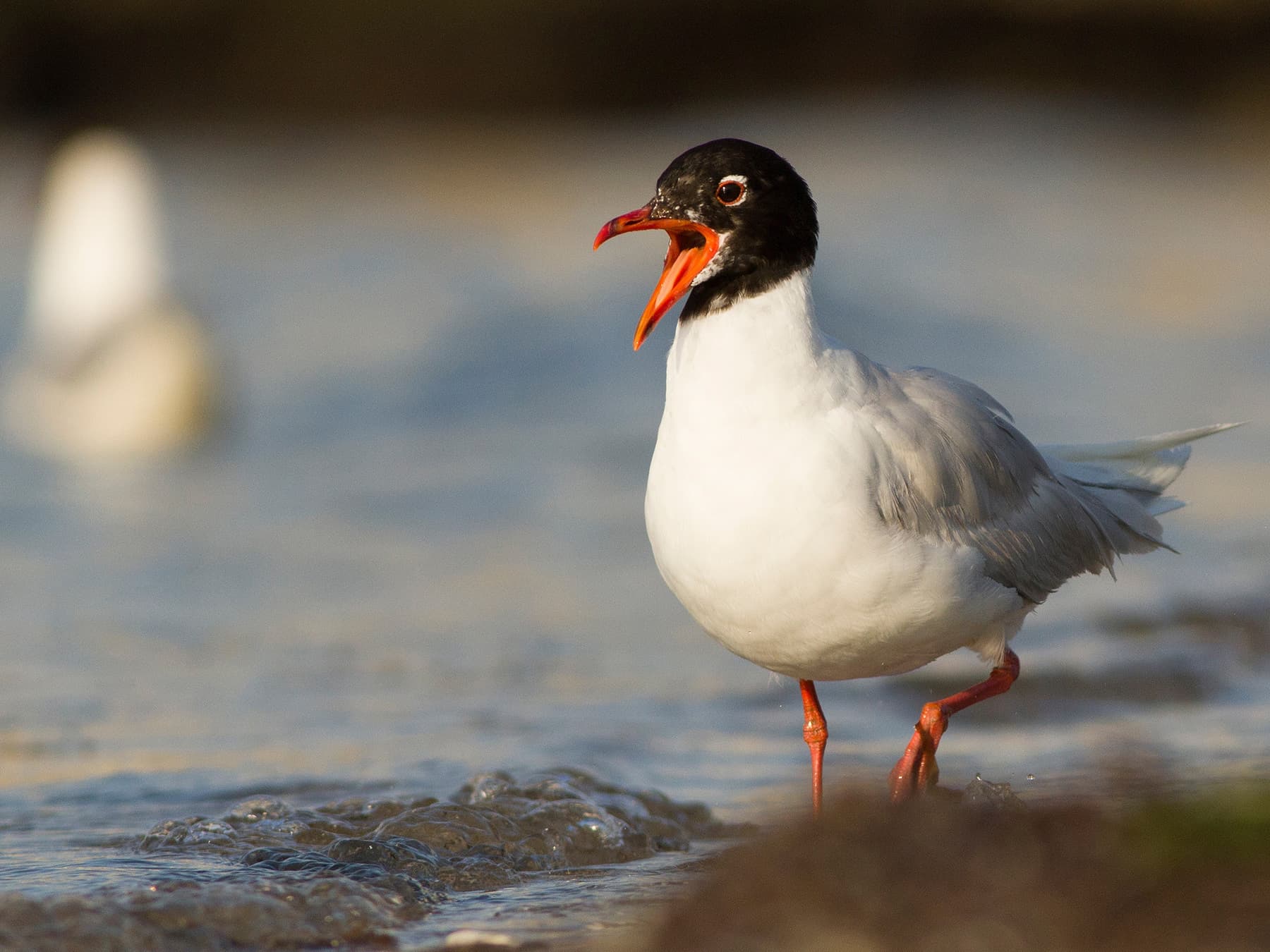 Mediterranean Gull calling
