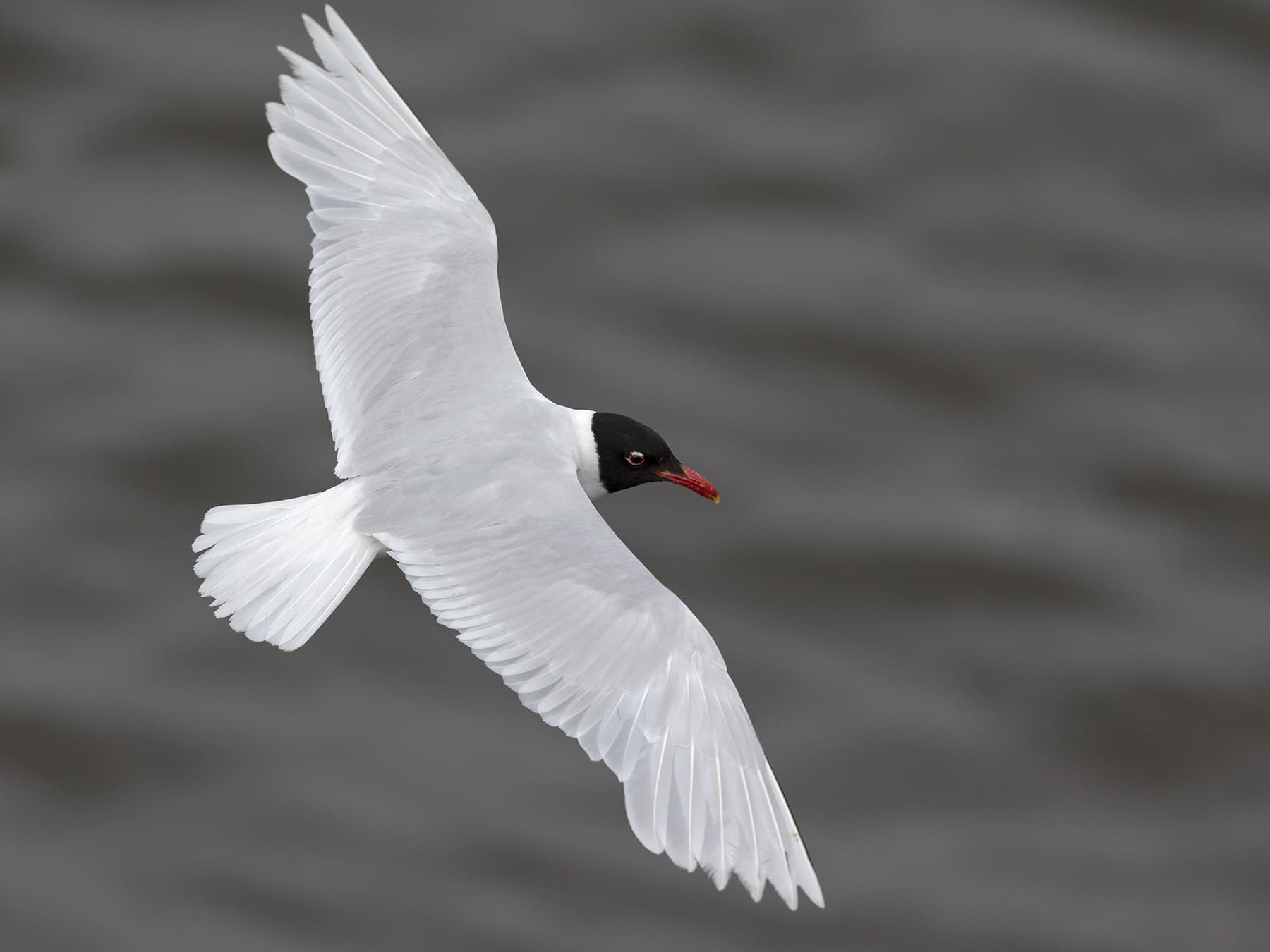 Mediterranean Gull in flight over the sea
