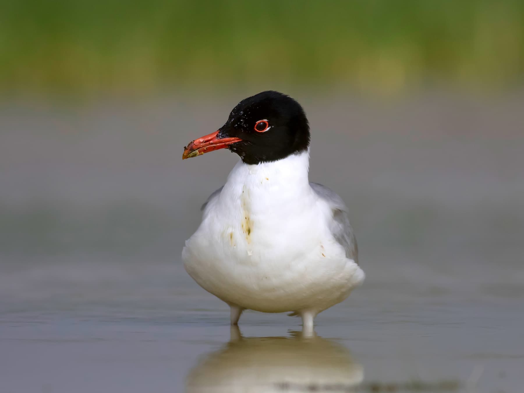 Mediterranean Gull standing near the edge of the lake