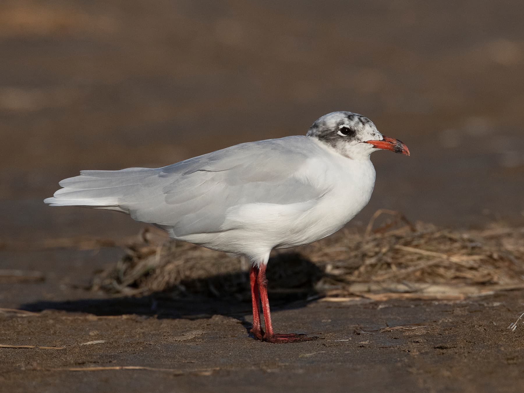 Adult Mediterranean Gull moulting to winter plumage