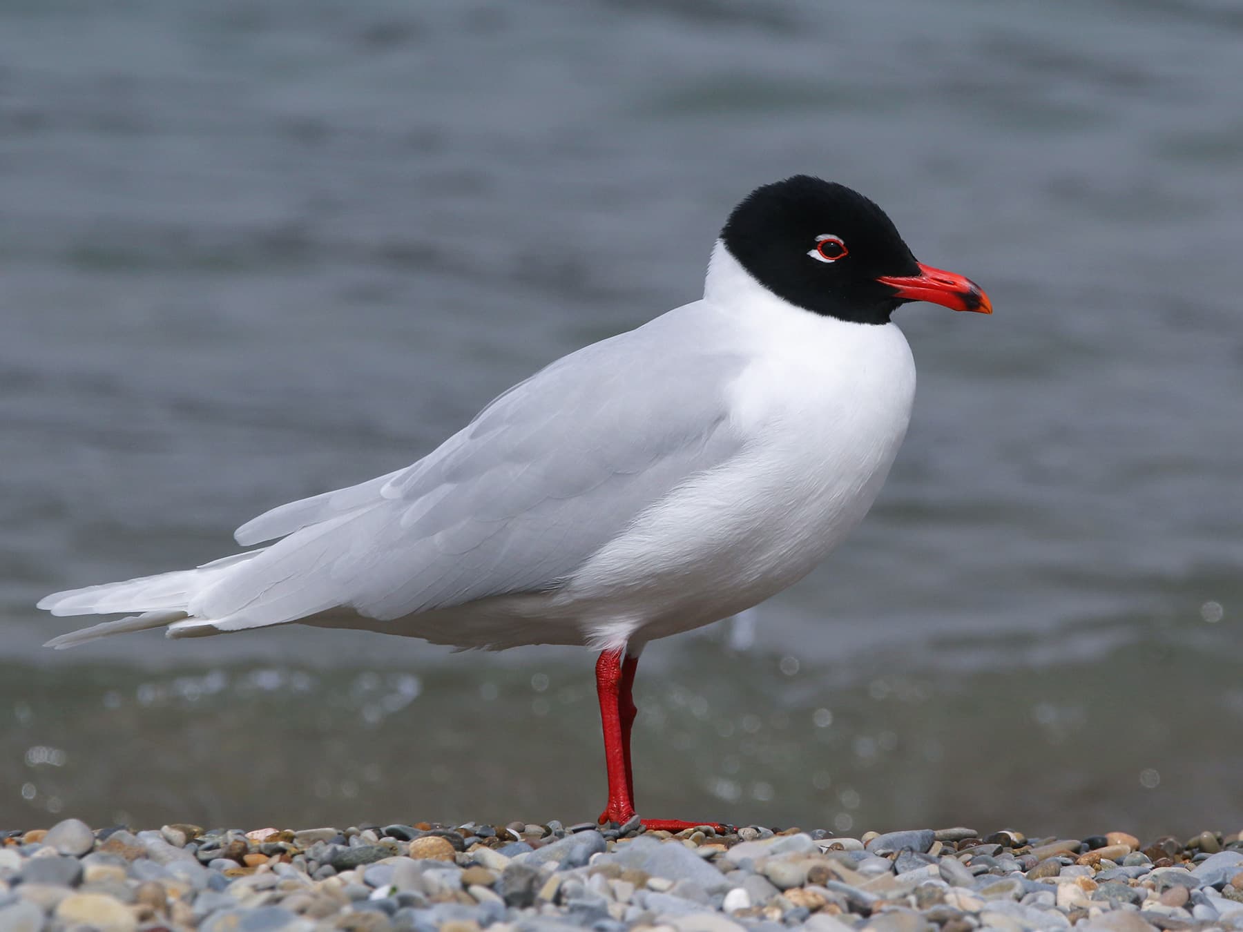 Adult Mediterranean Gull summer plumage