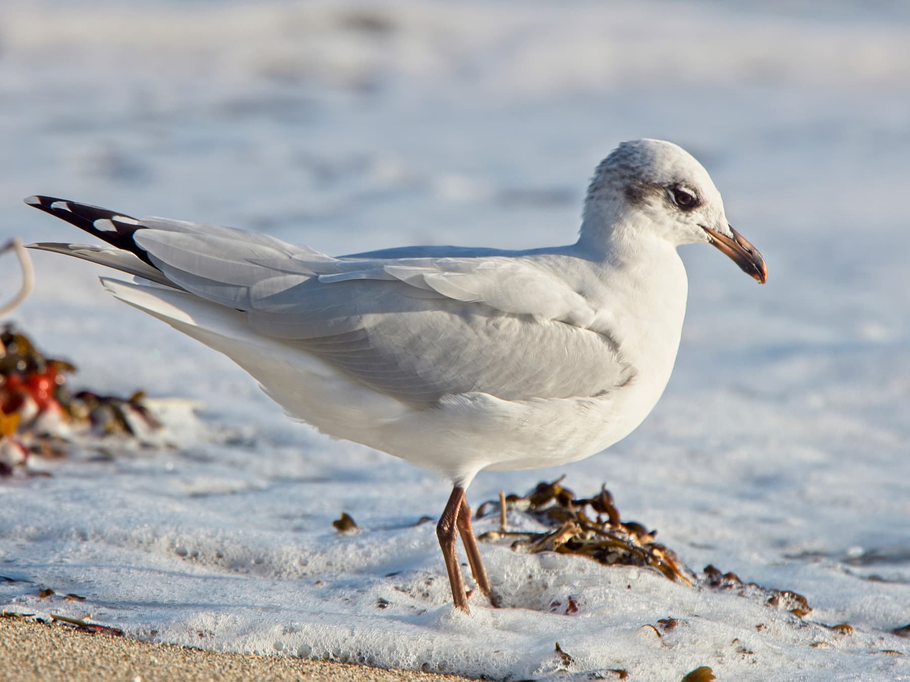 Mediterranean Gull second winter plummage