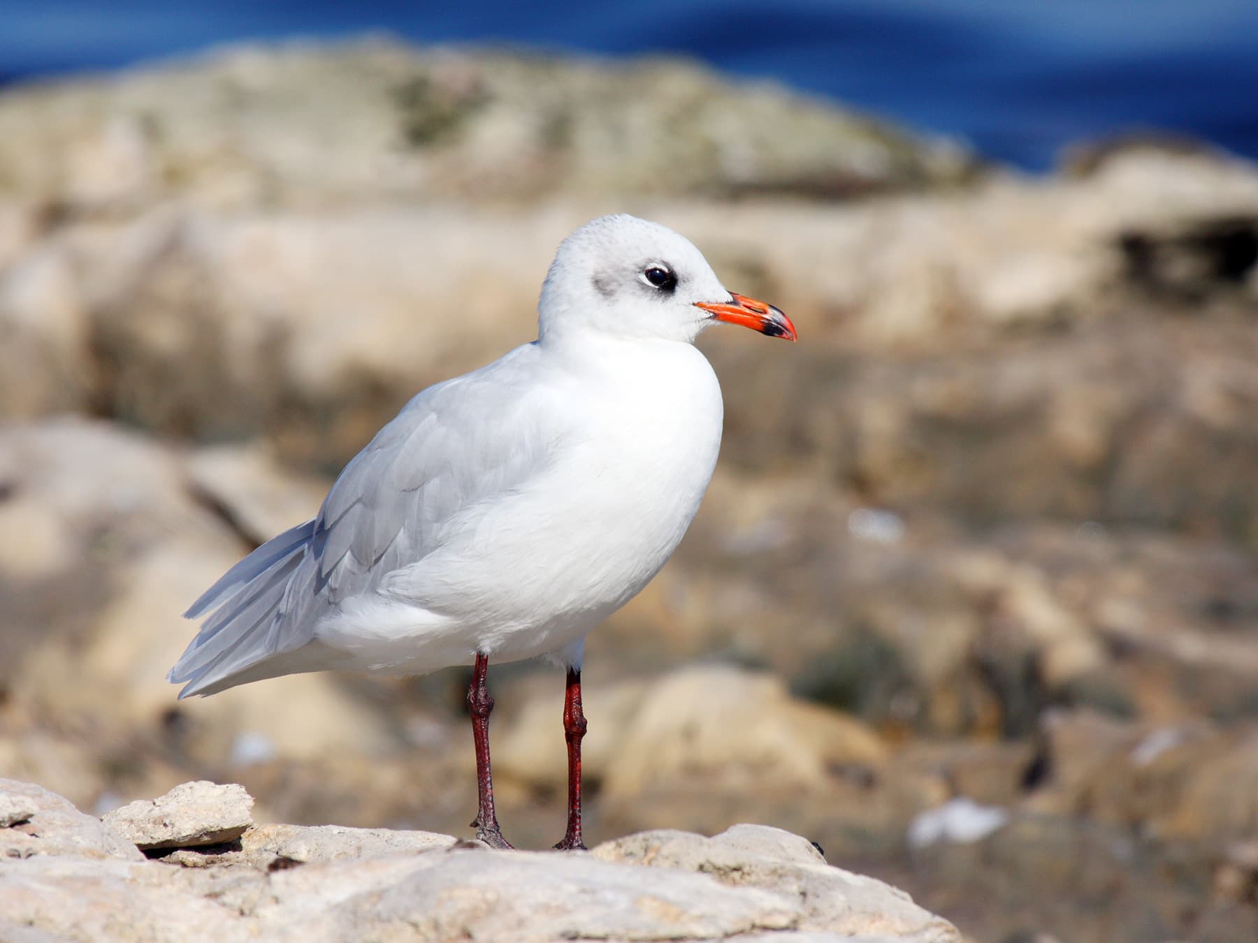 Mediterranean Gull winter plumage
