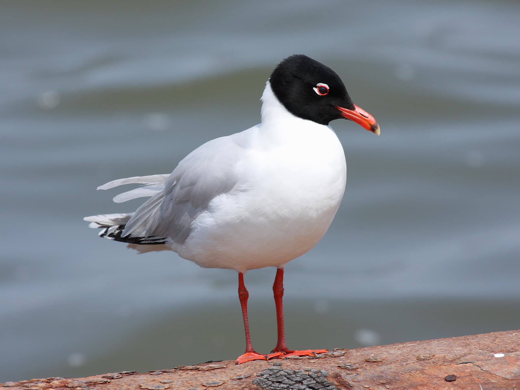 Mediterranean Gull