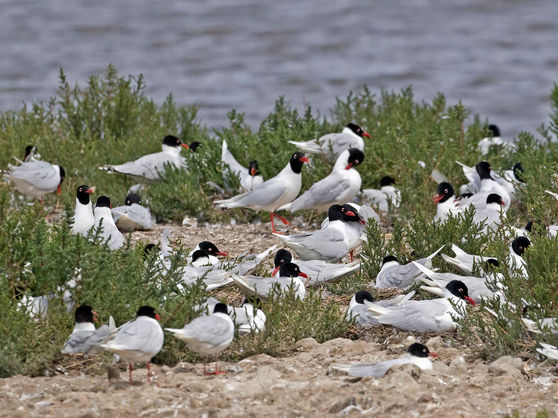A group of Mediterranean Gulls in their natural habitiat