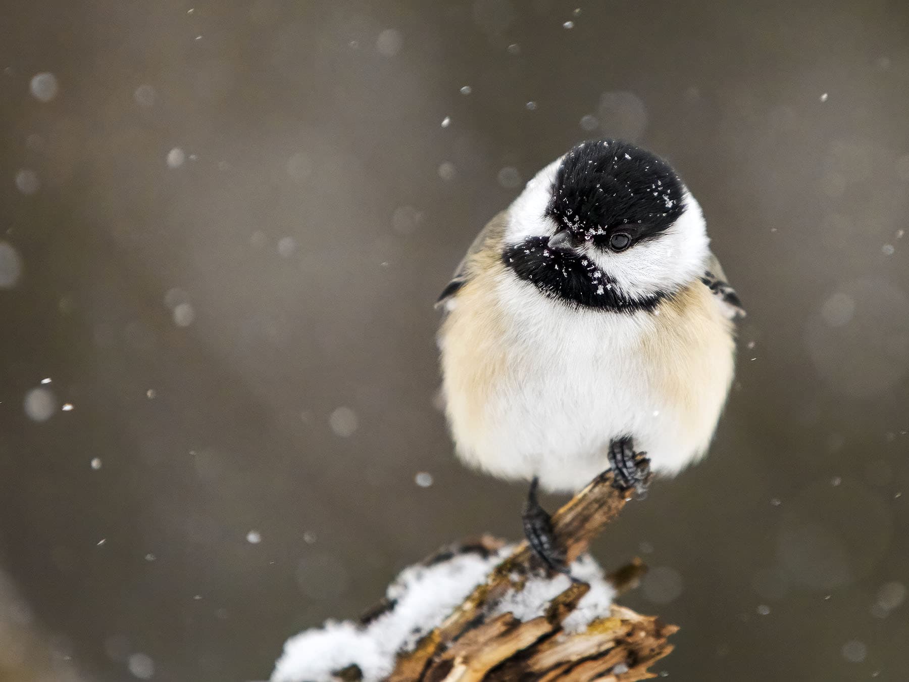 Memory and Cognition