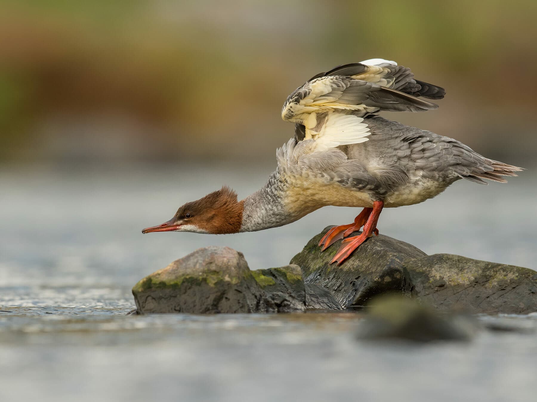 Female Goosander