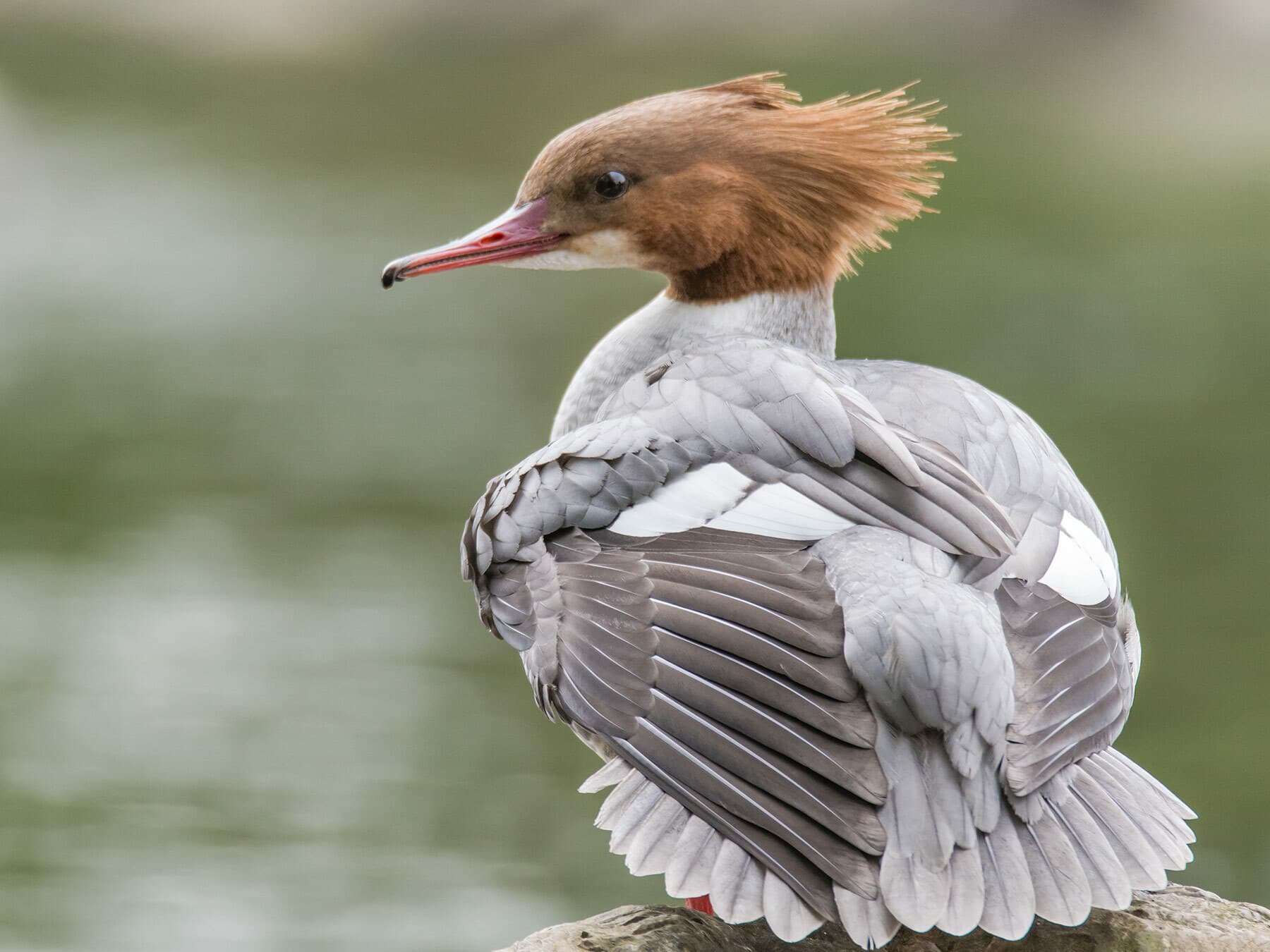 Female Merganser