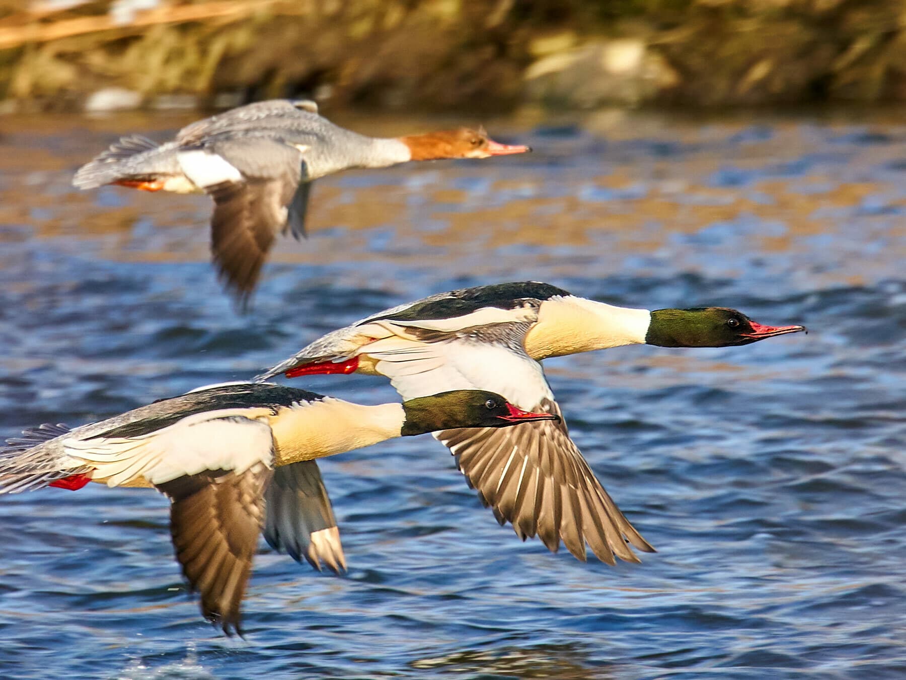 Common Mergansers in flight