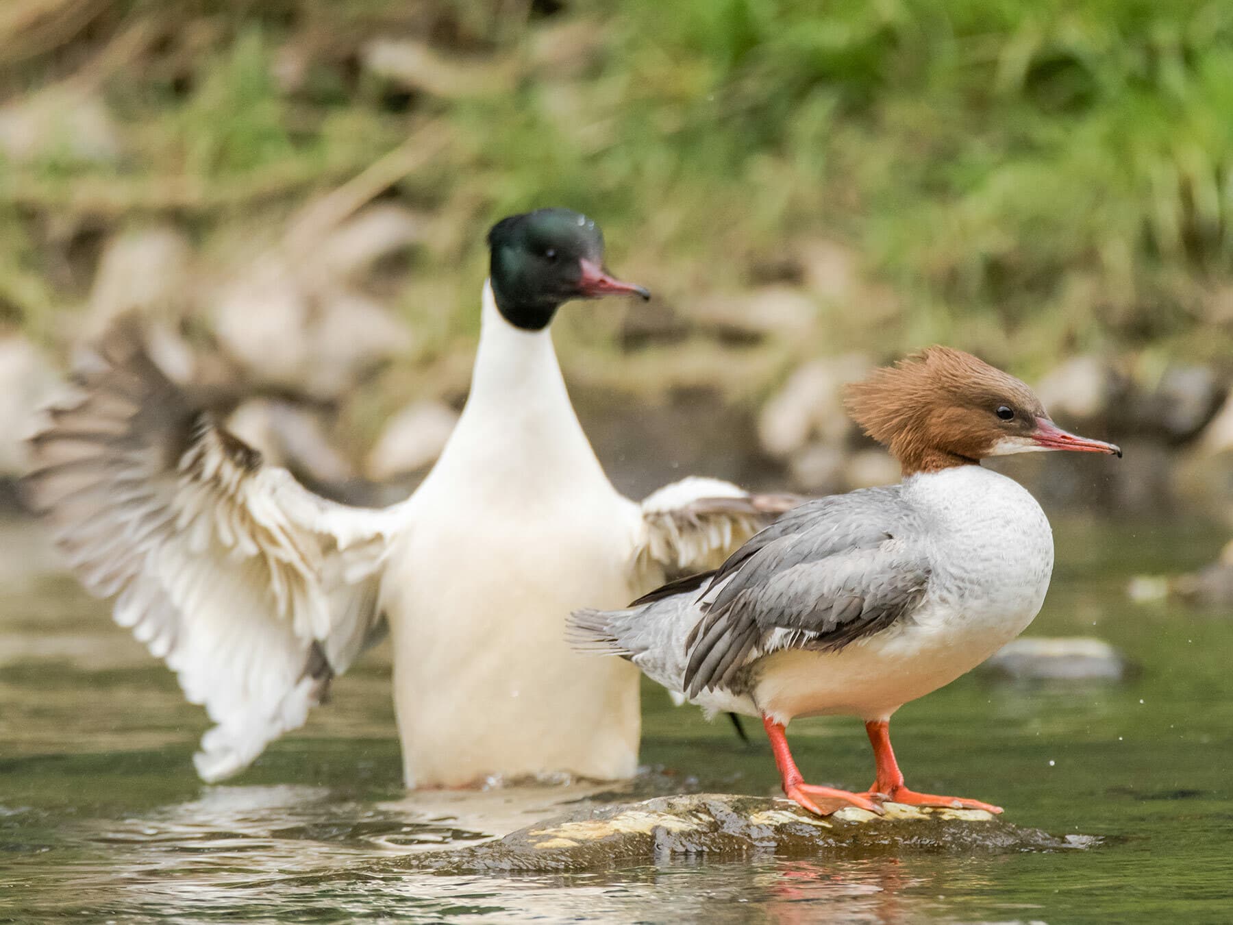 Male and female Merganser
