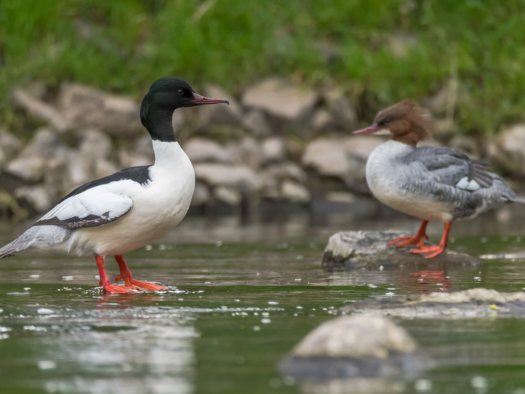 Male and Female Merganser
