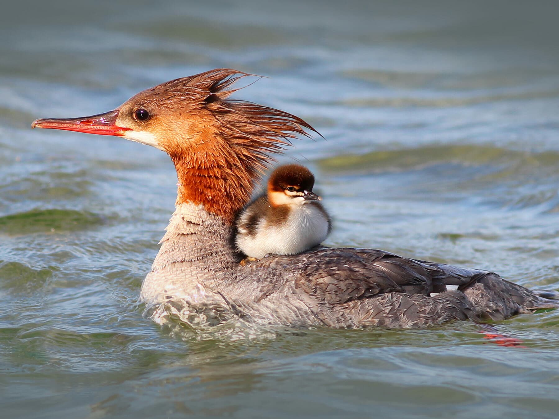 Merganser with chick riding on back