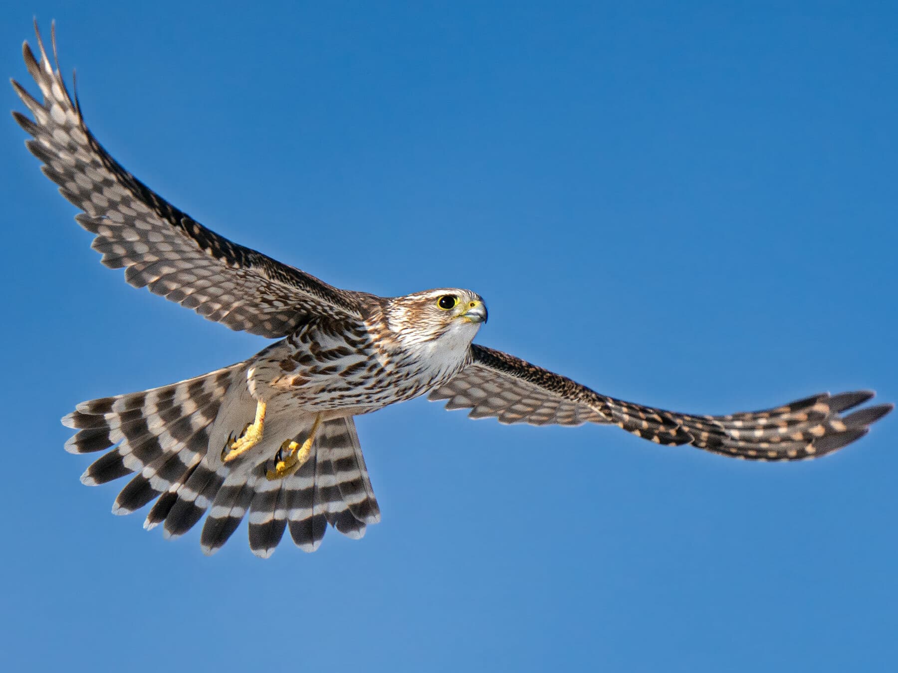 Merlin in flight