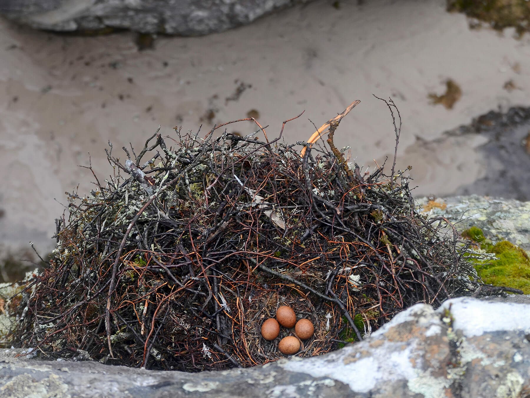 The nest of a Merlin
