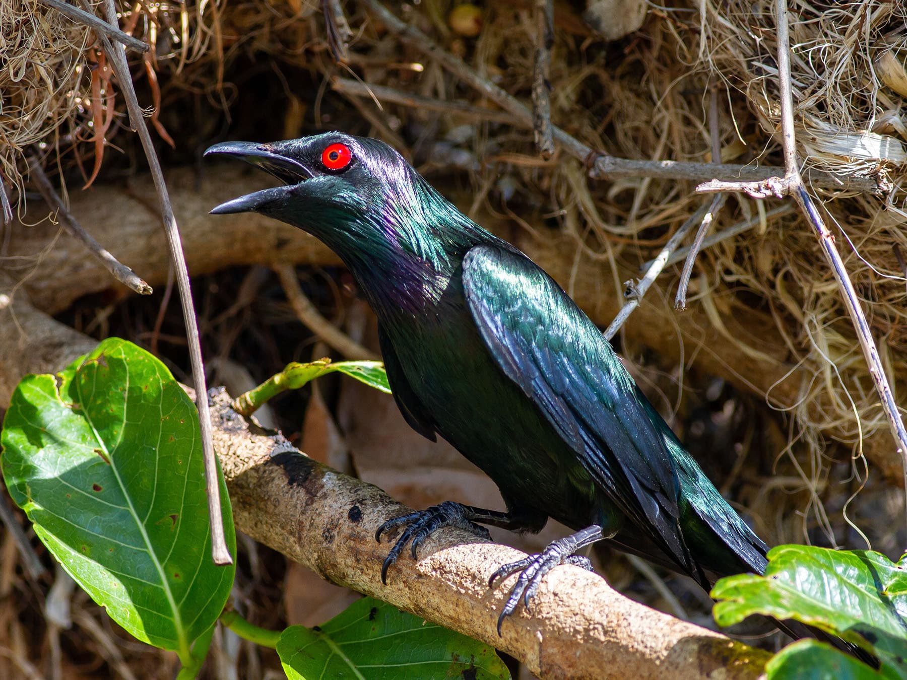Metallic Starling calling
