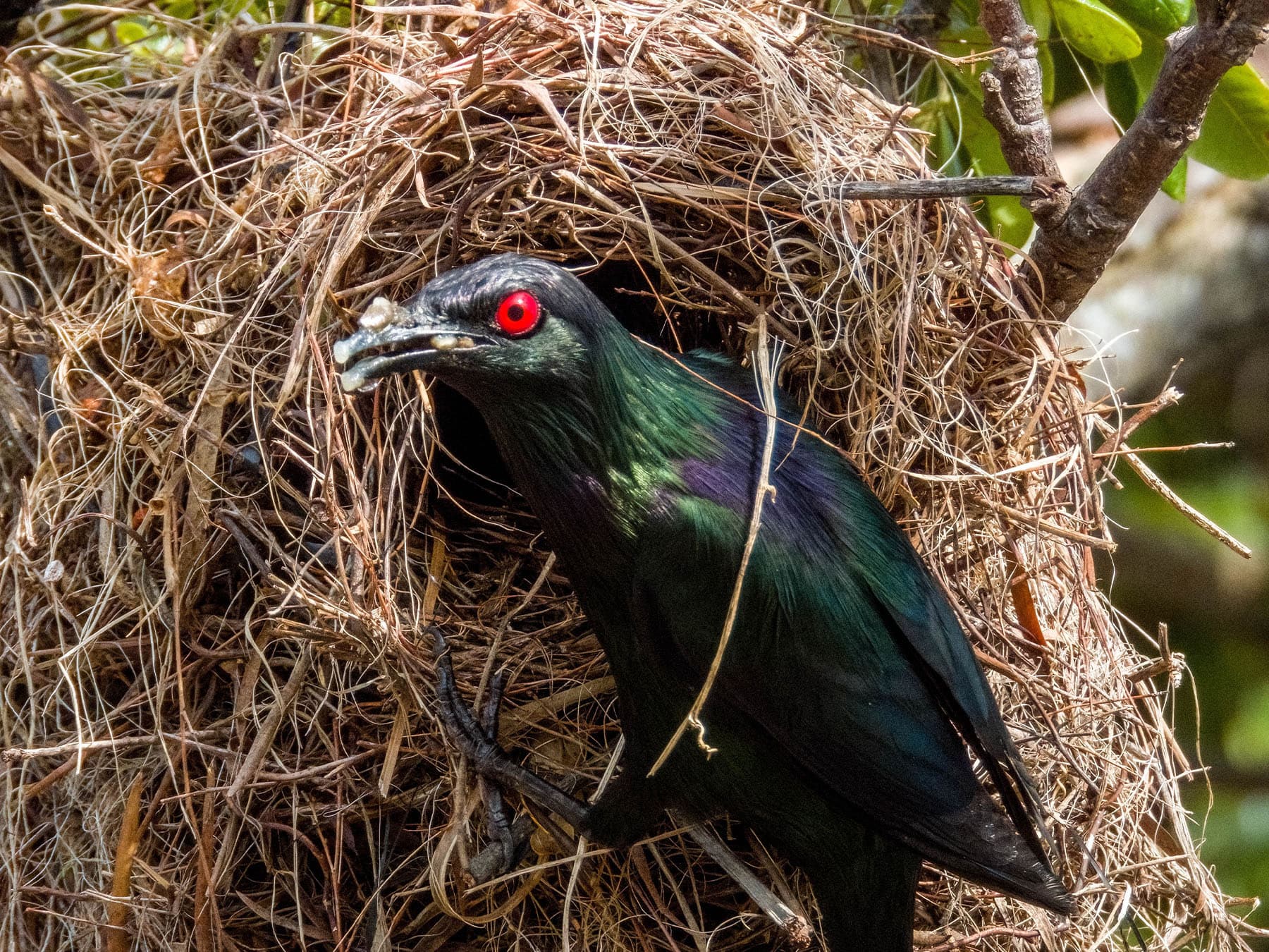 Metallic Starling at nest