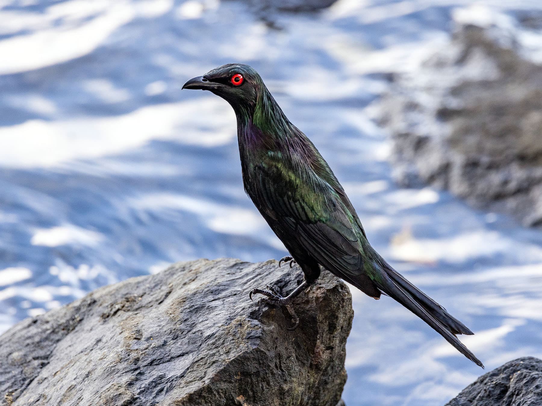 Metallic Starling perching on rocks