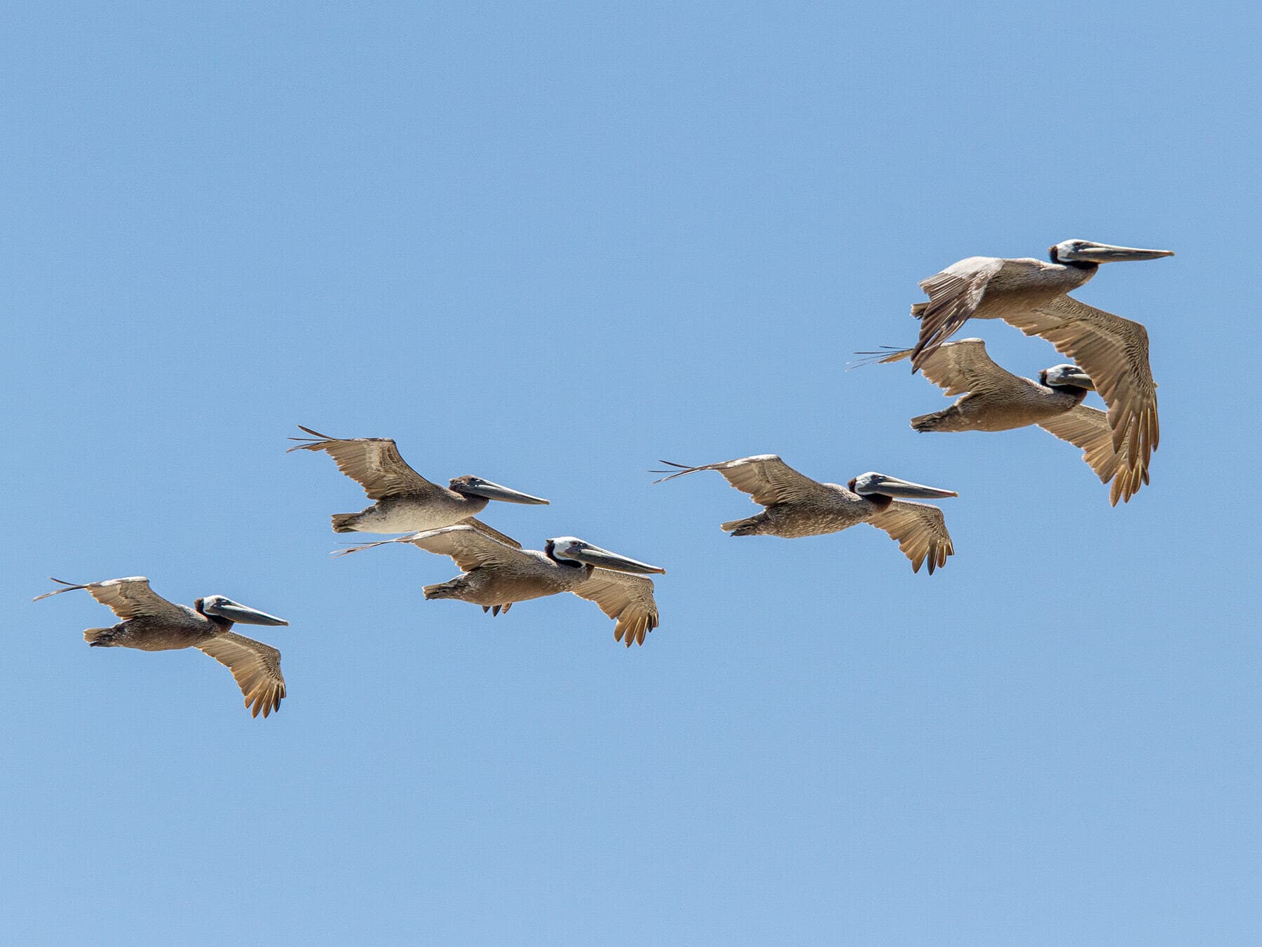 Migrating pelicans
