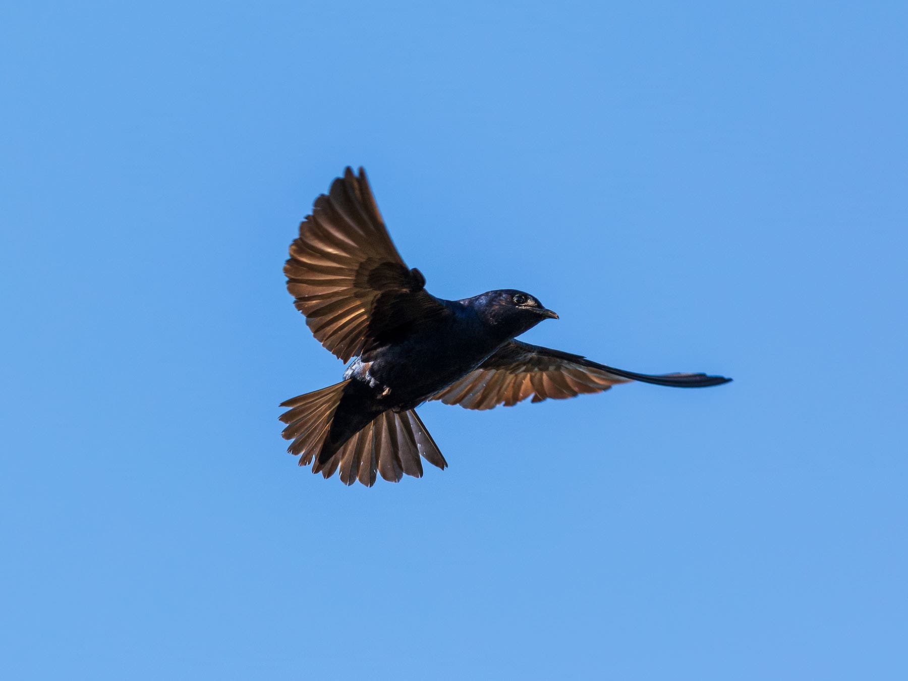 Migrating purple martin