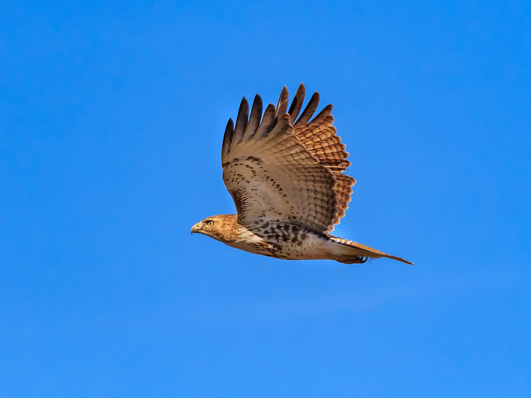 Migrating red tailed hawk