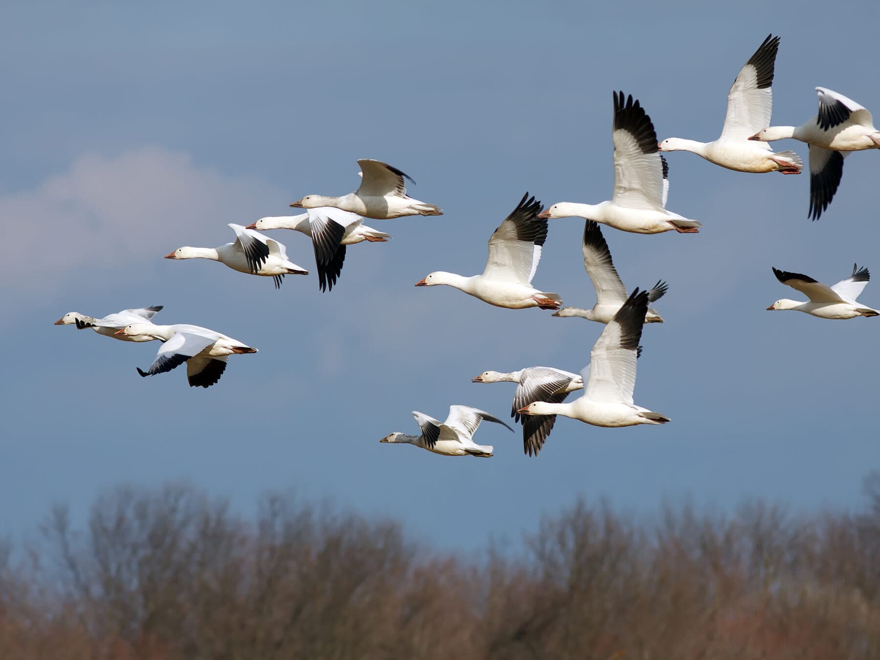 Migrating snow geese
