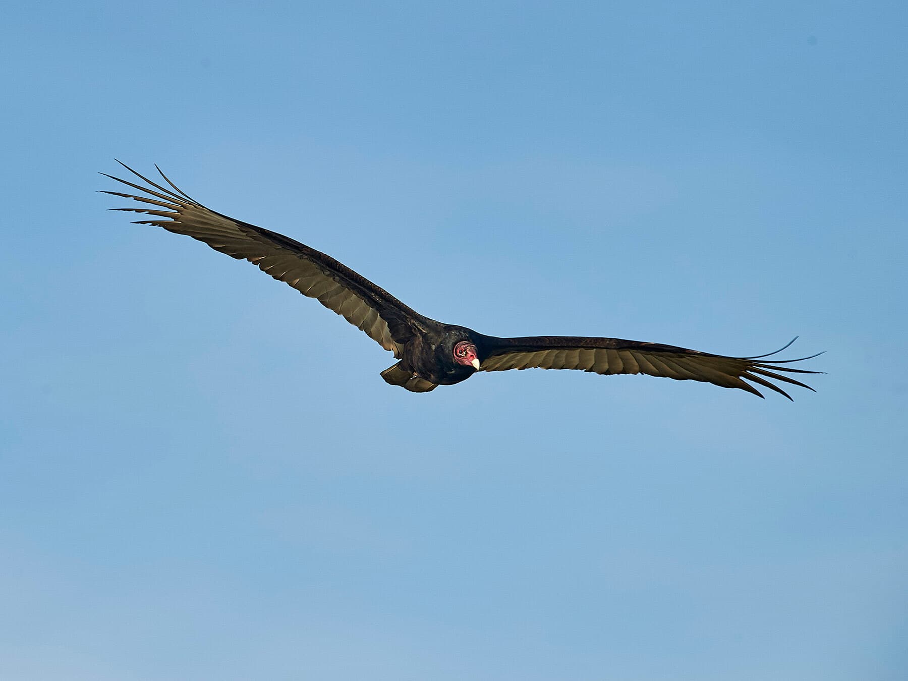 Migrating turkey vulture
