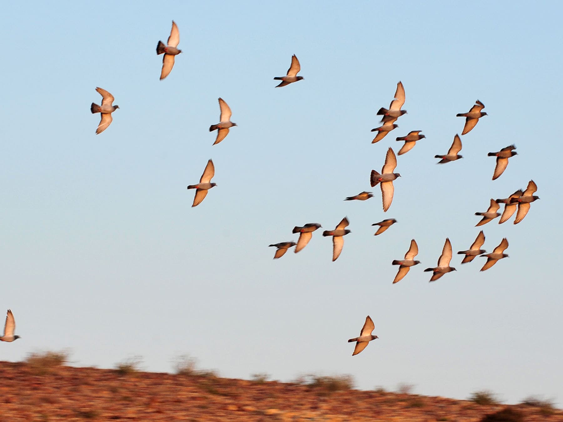 A flock of Turtle Doves in flight together