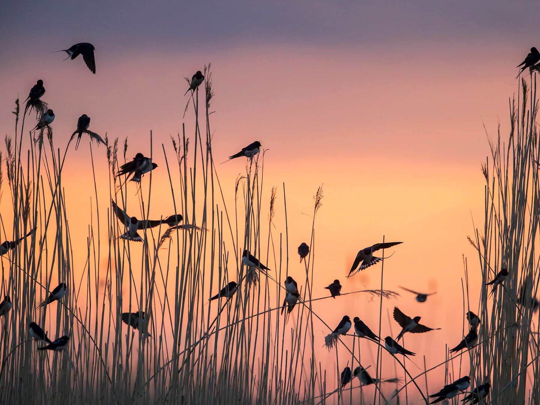 Migratory barn swallows