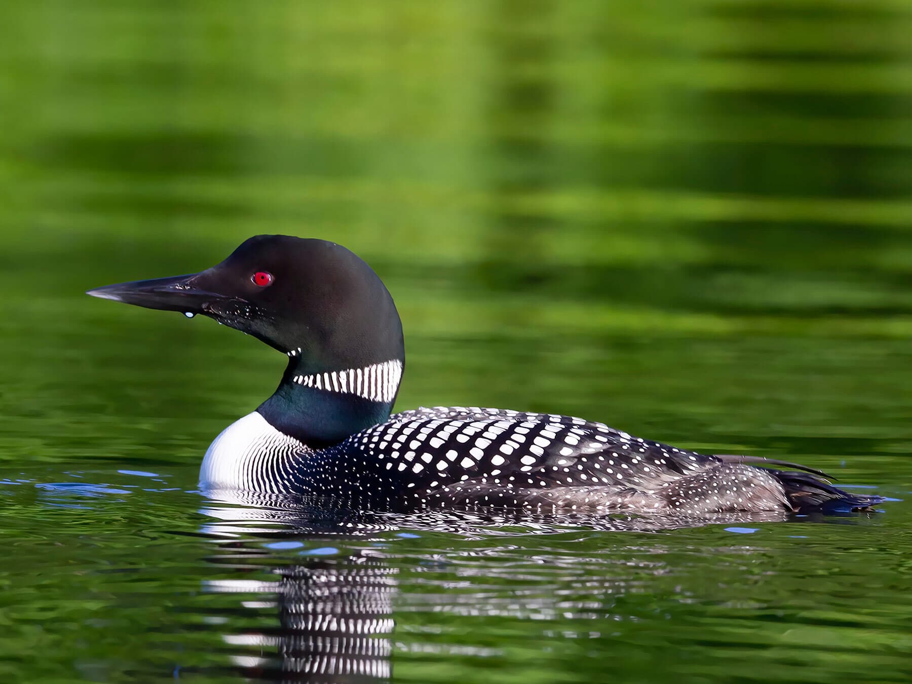 Common Loon