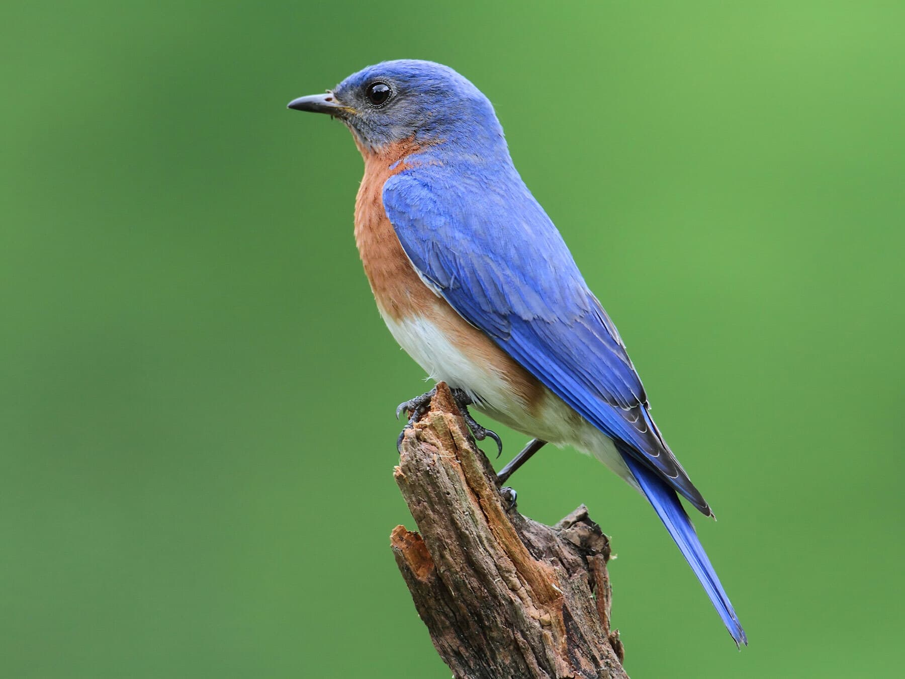 Eastern Bluebird