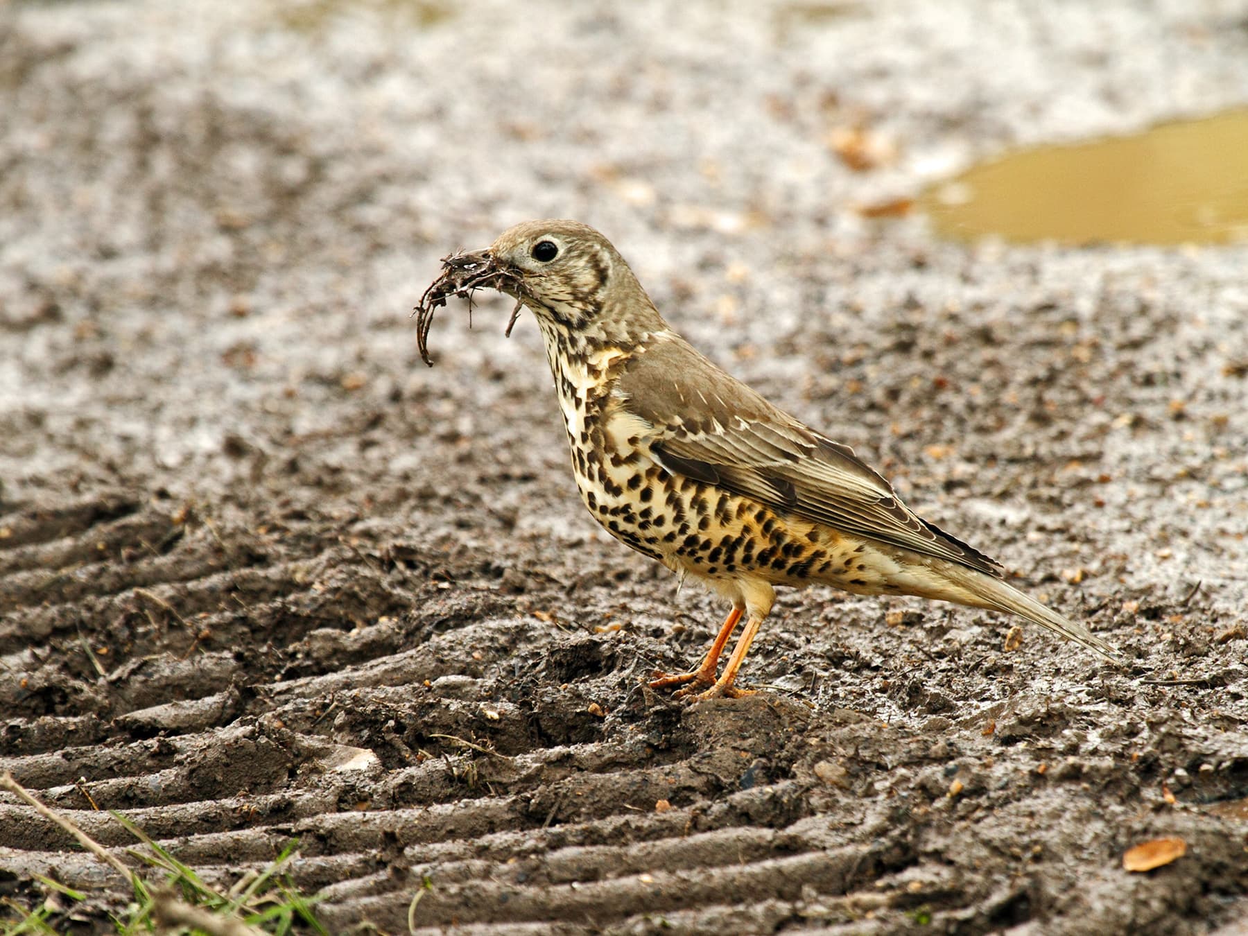 Mistle Thrush collecting nesting materials