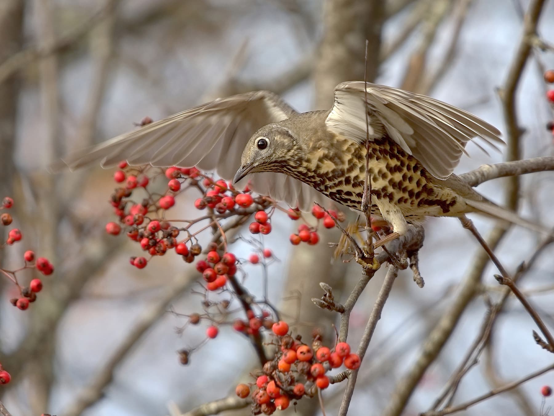 Mistle Thrush feeding on rowan berries