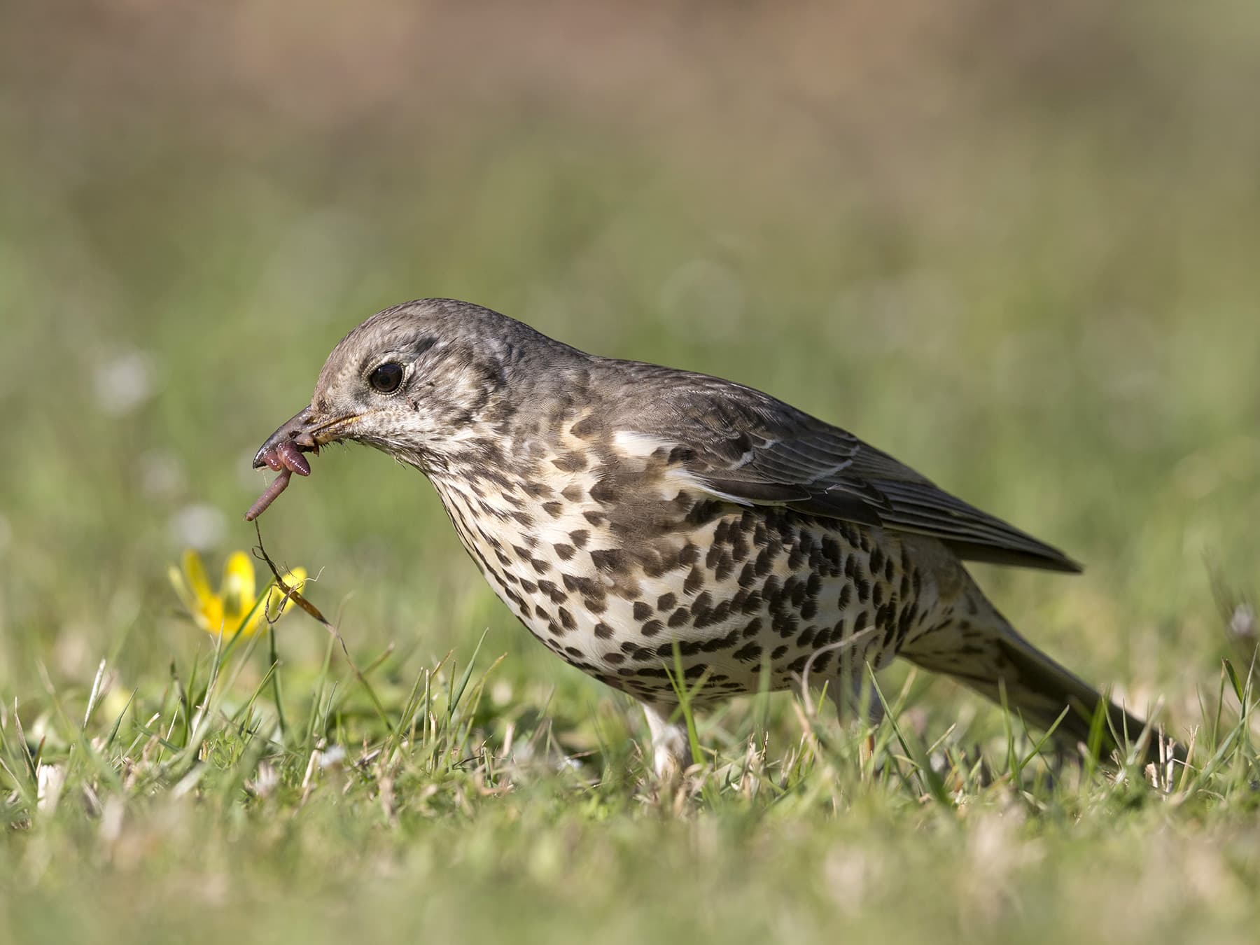 Mistle Thrush feeding on a worm