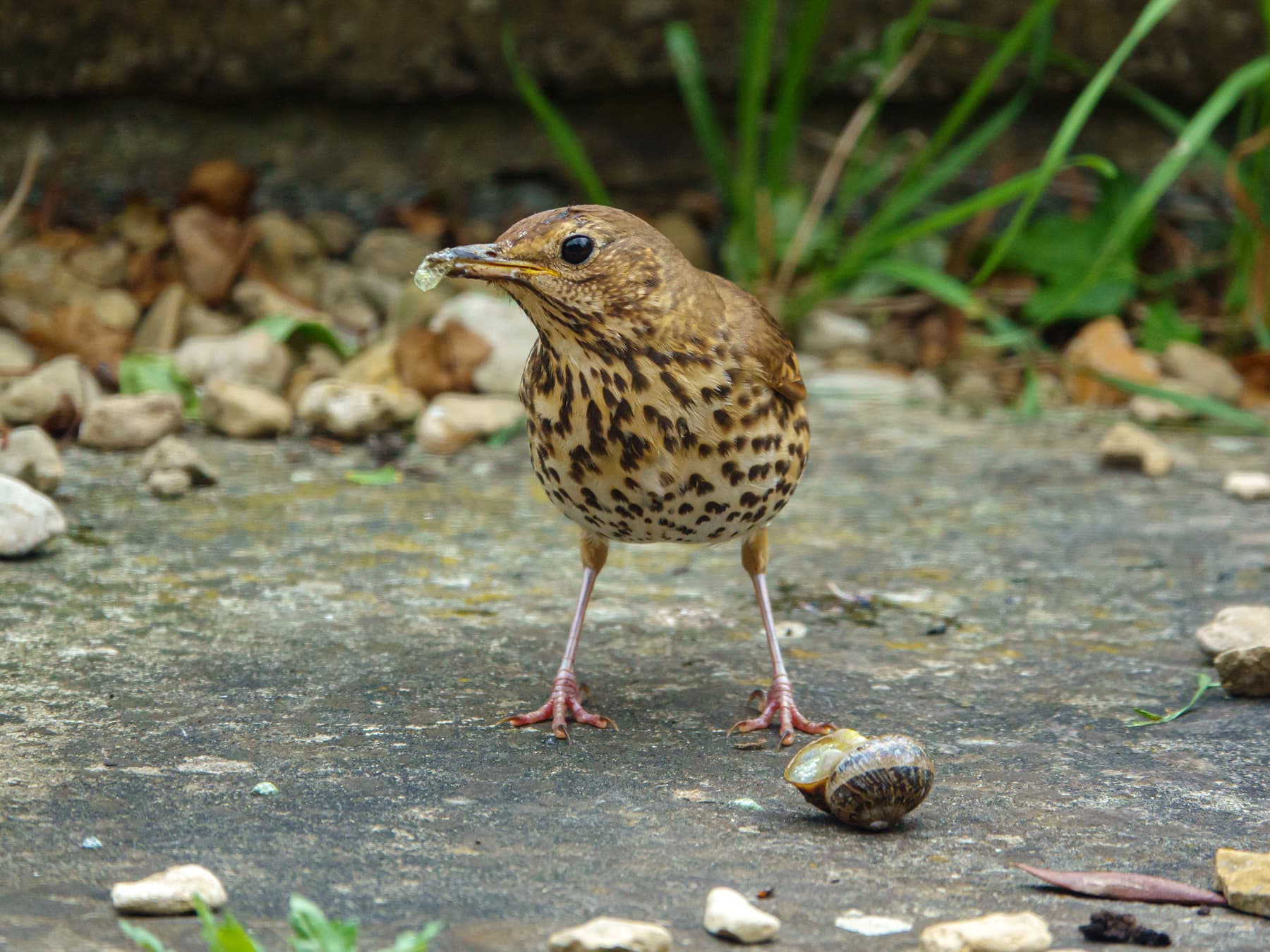 Mistle Thrush feeding on a snail