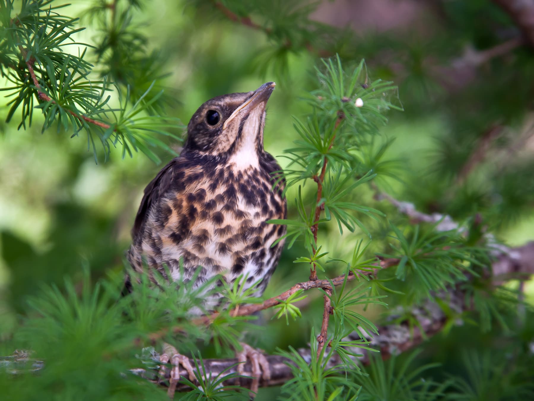 Mistle Thrush fledgling
