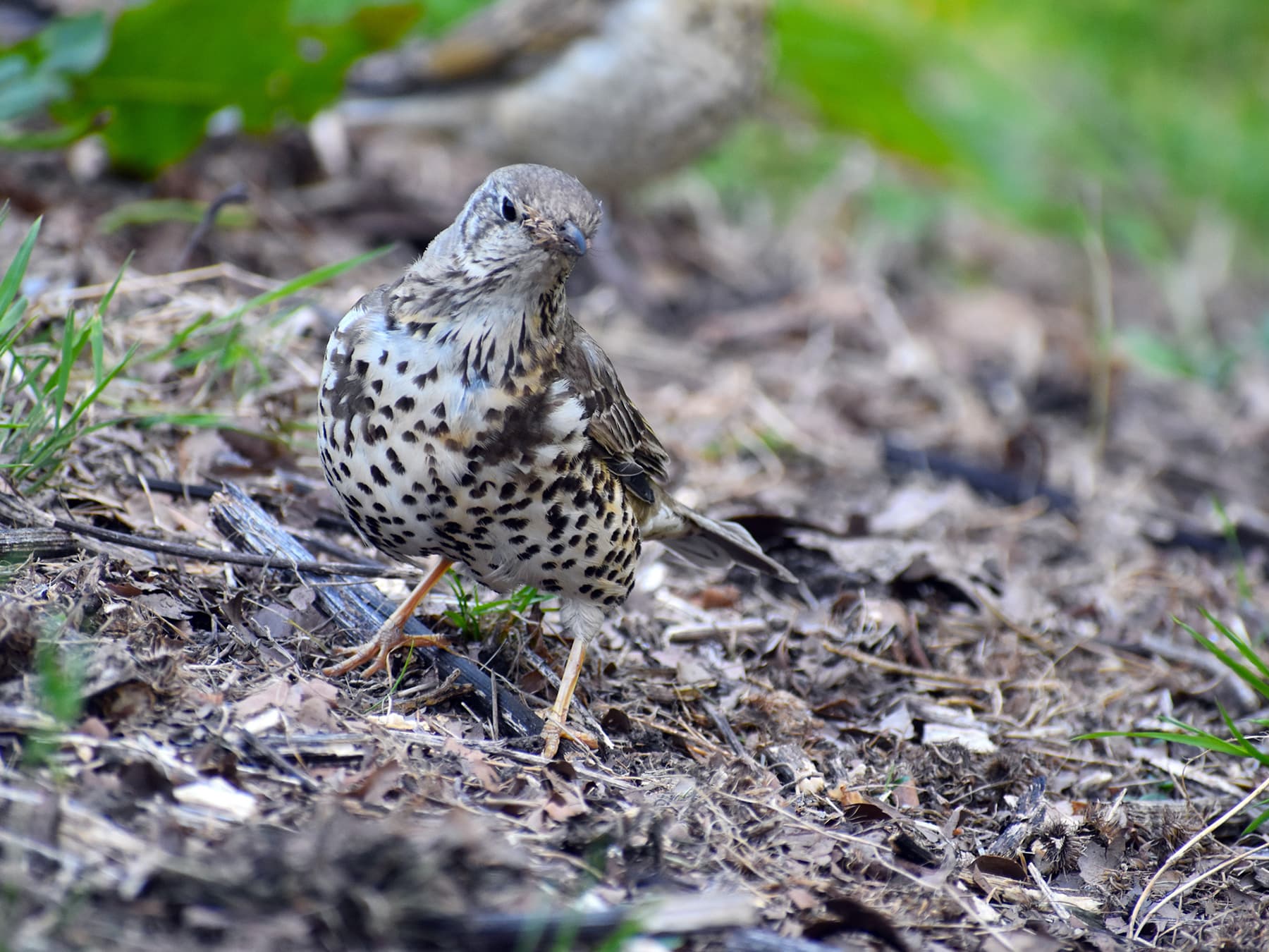 Mistle Thrush foraging in natural habitat