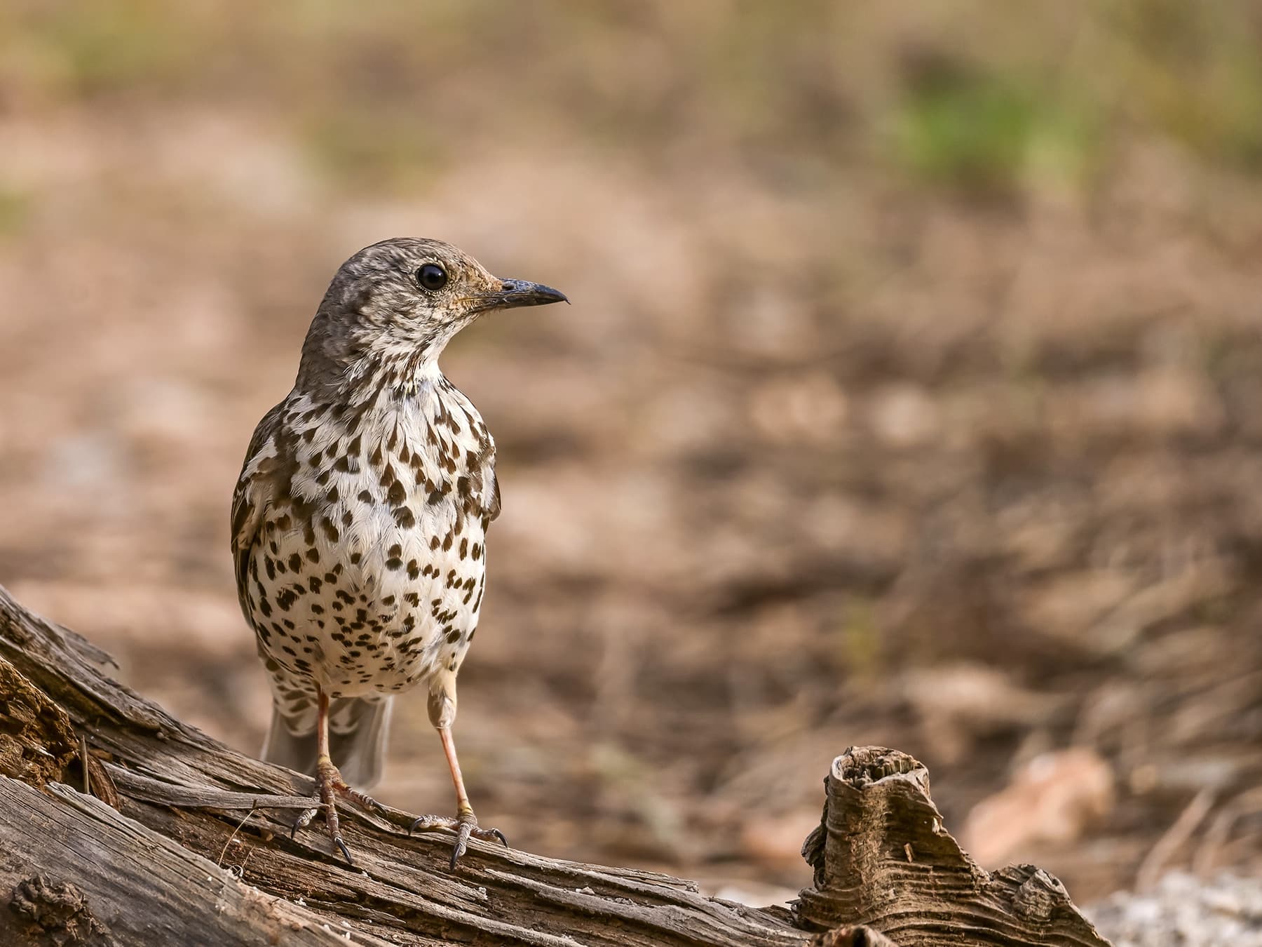 Mistle Thrush standing on the ground in open woodland