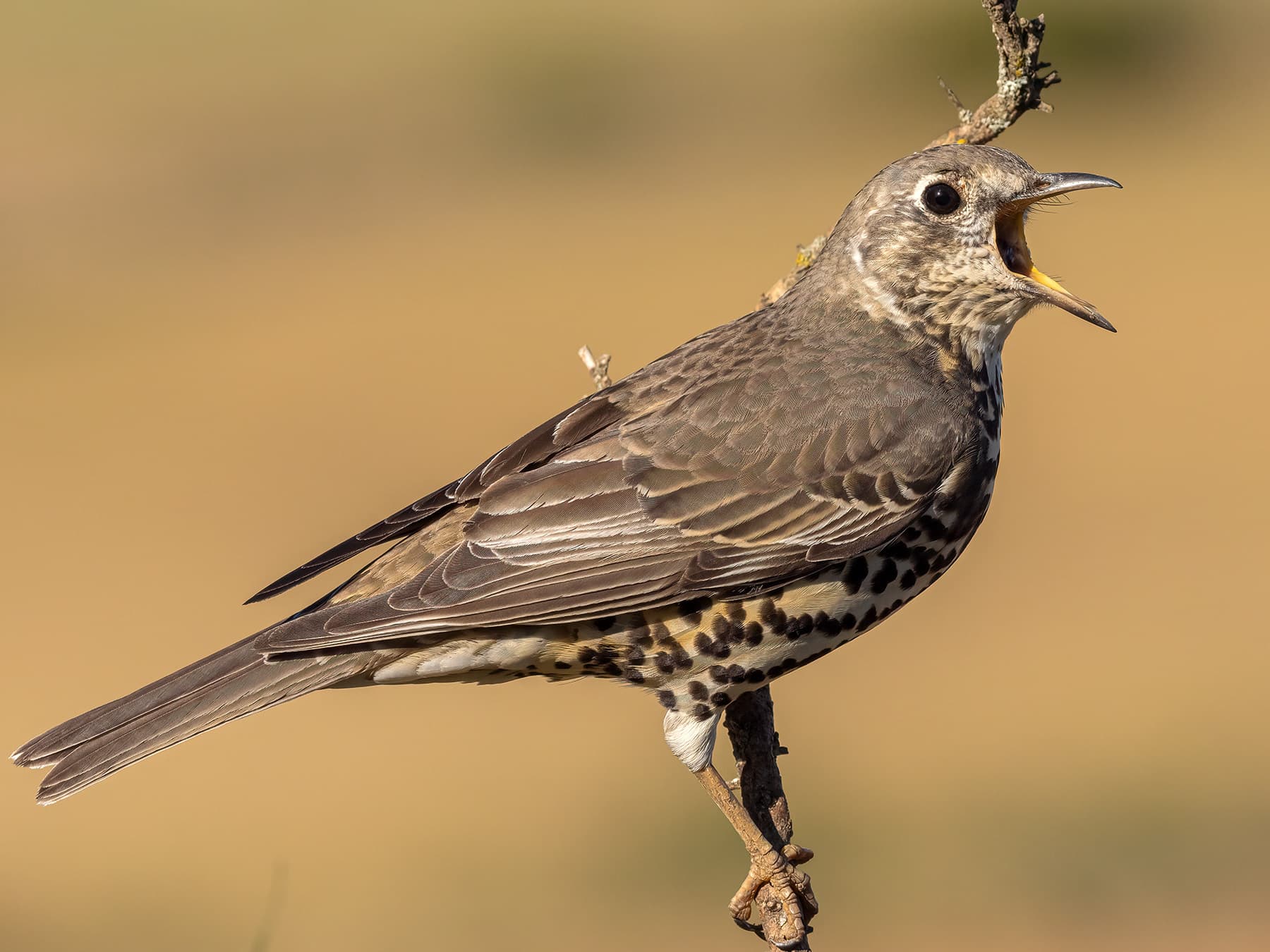 Mistle Thrush in song