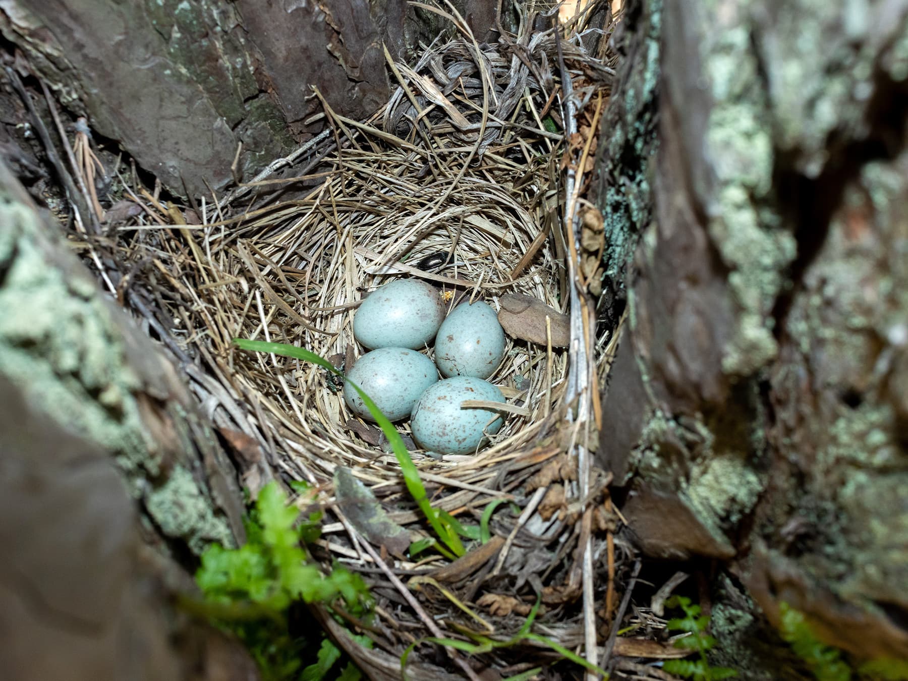 Nest of a Mistle Thrush with four eggs