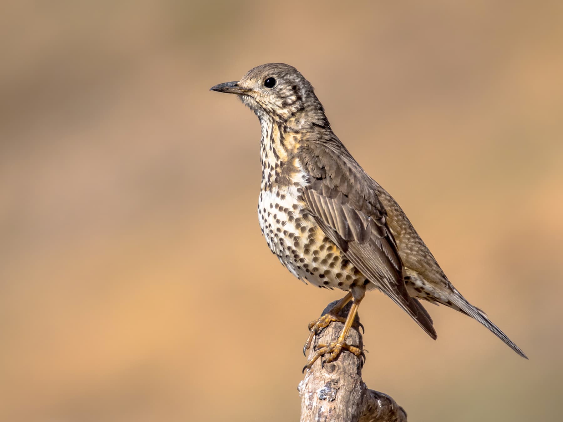 Mistle Thrush perching on the end of a branch