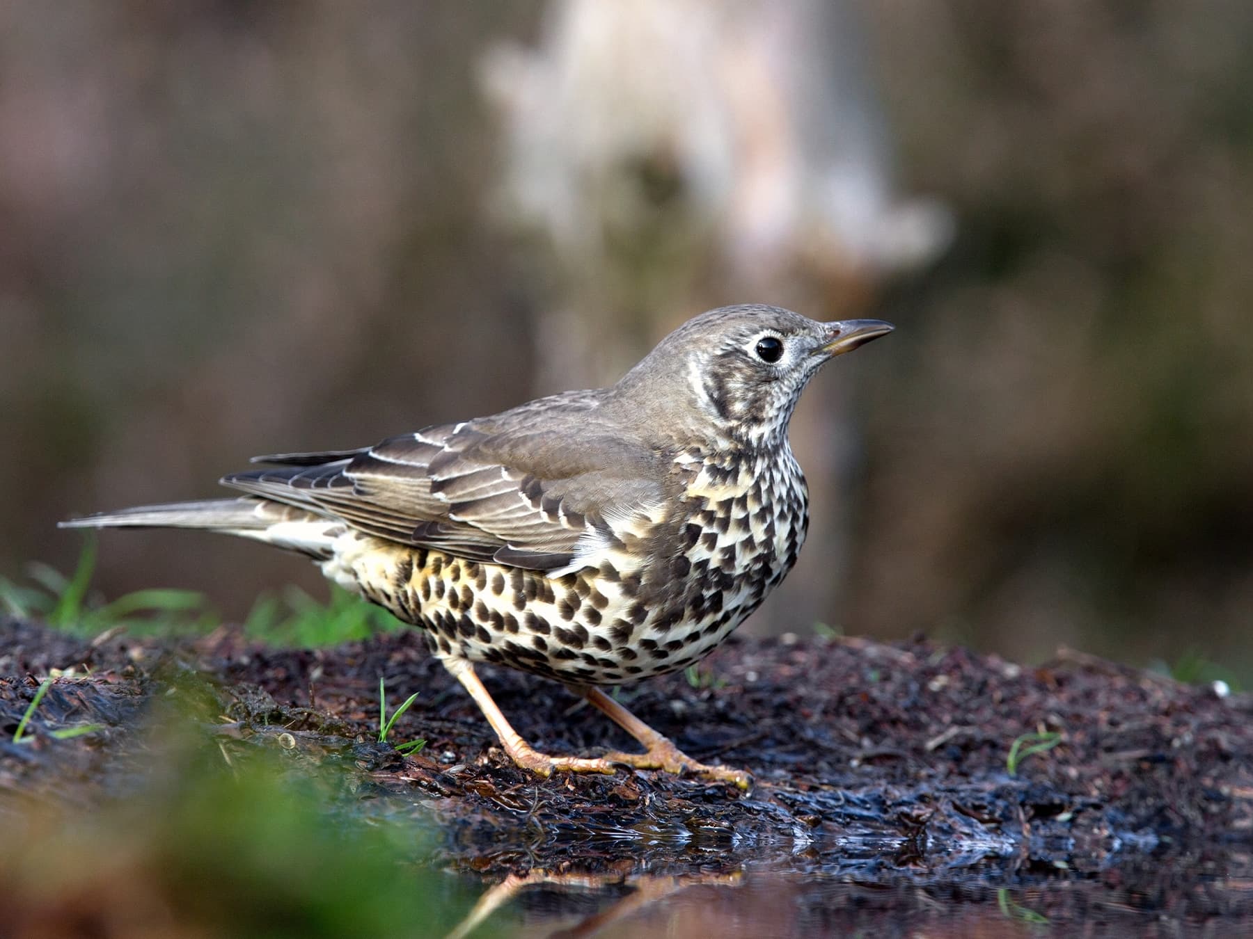 Mistle Thrush standing by the edge of a pond