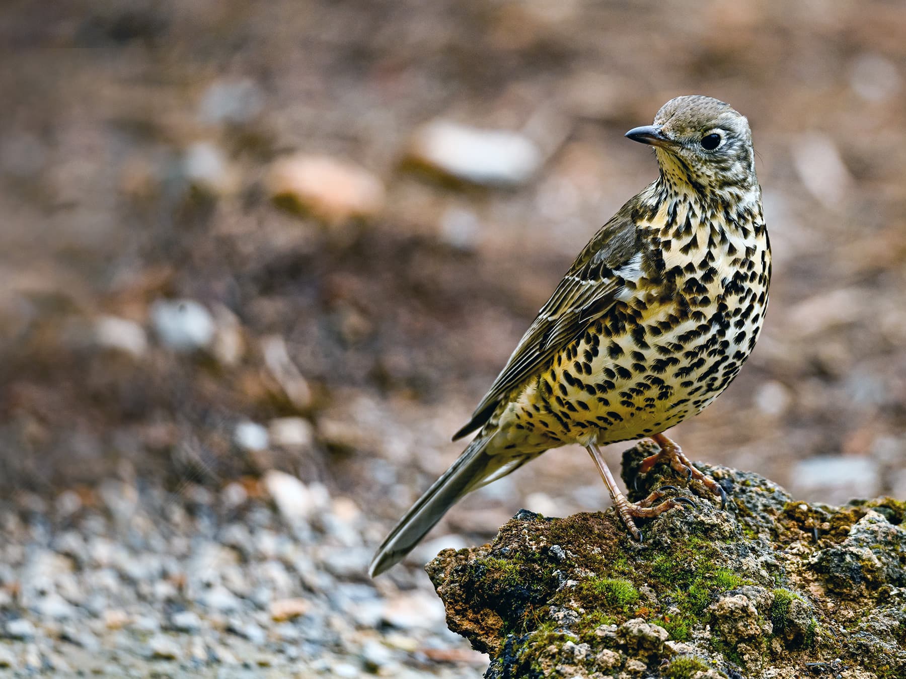 Mistle Thrush standing on a rock