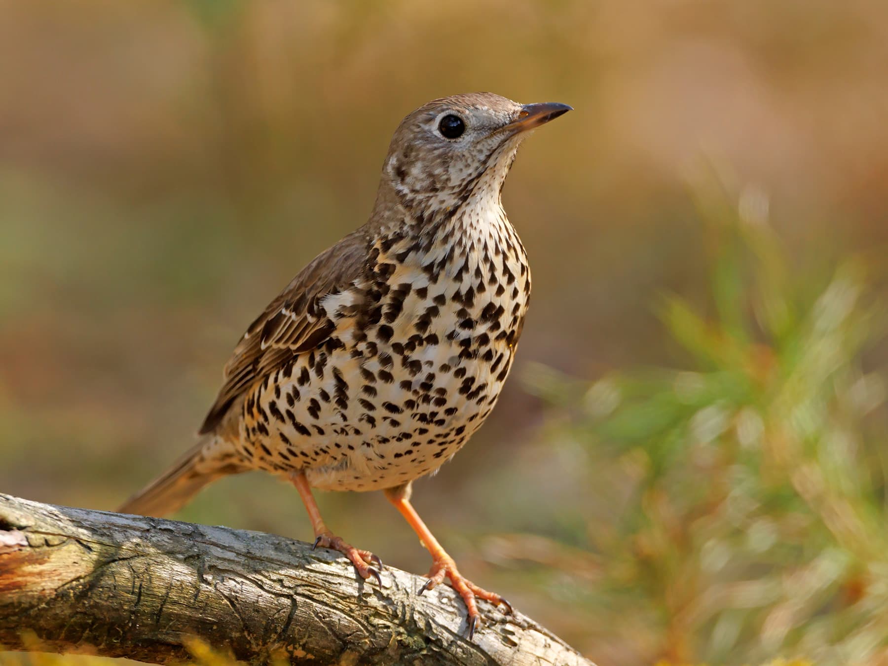 Mistle Thrush perching on a branch