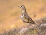 Mistle Thrush