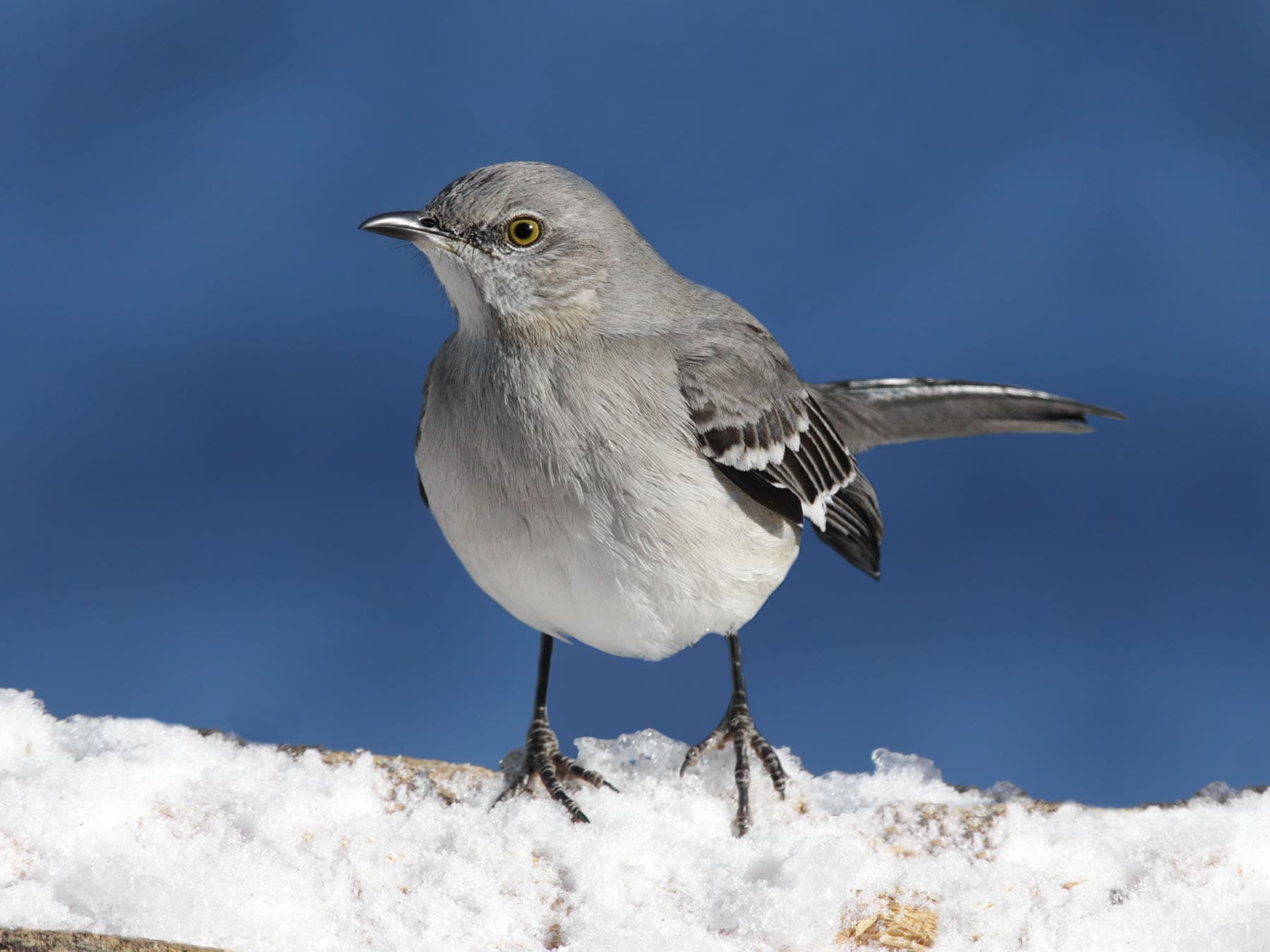 A Northern Mockingbird on a snowy ledge