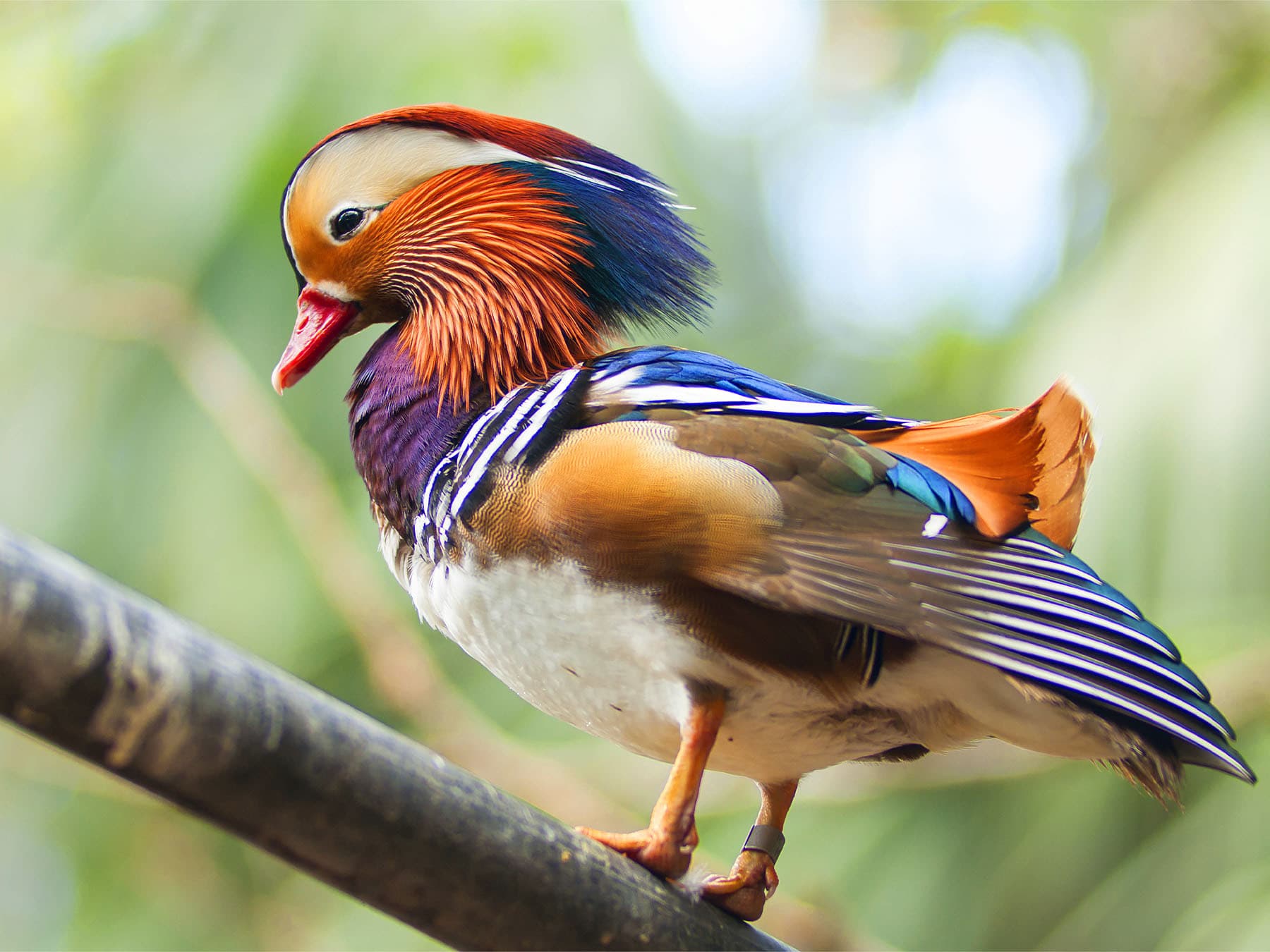 Molting in Birds: Process and Purpose