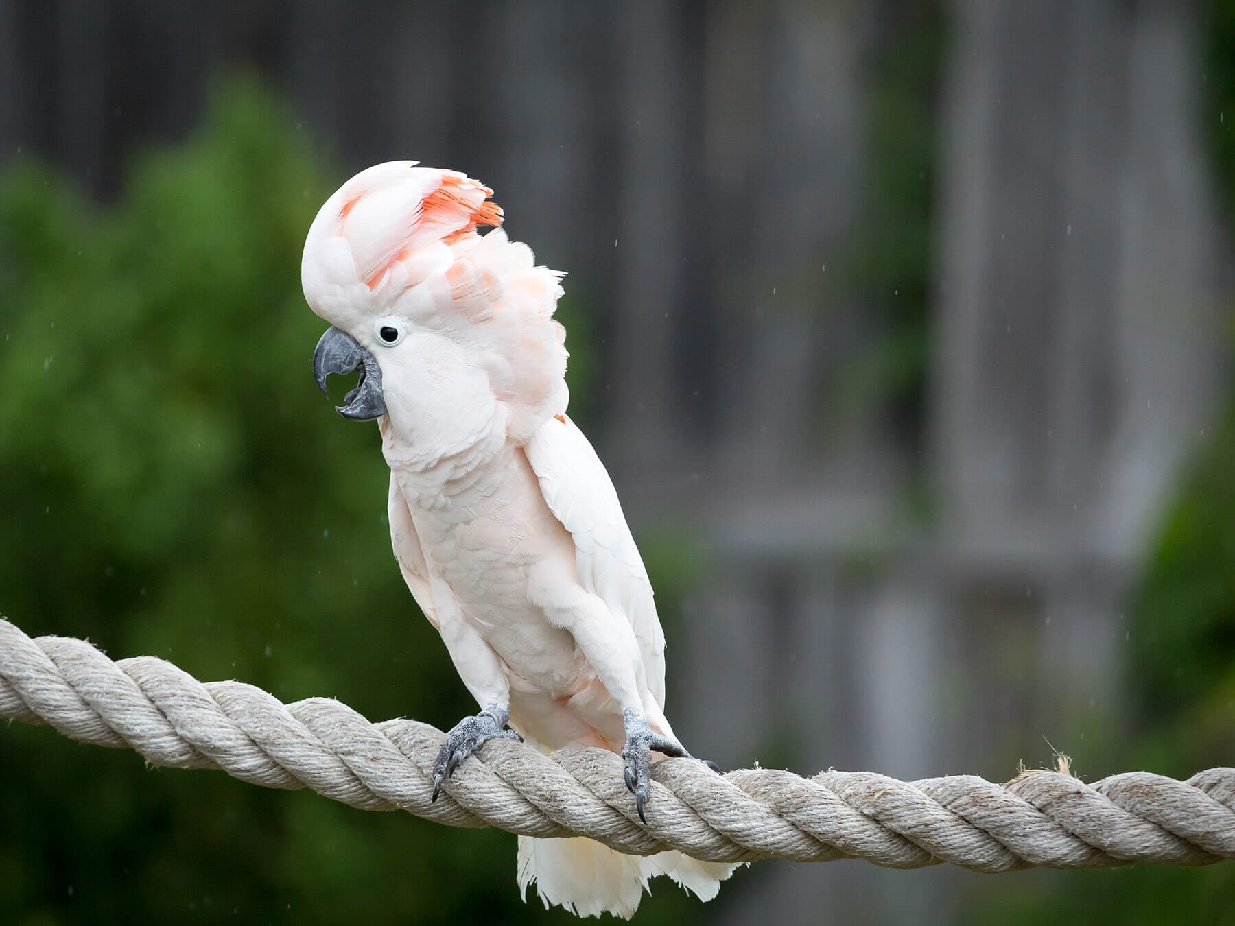 Moluccan cockatoo lifespan